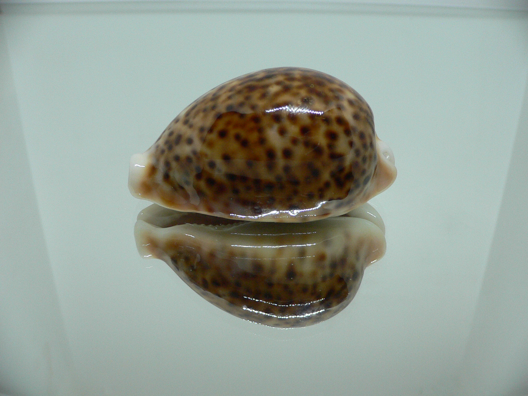 Cypraea pantherina RUSTY