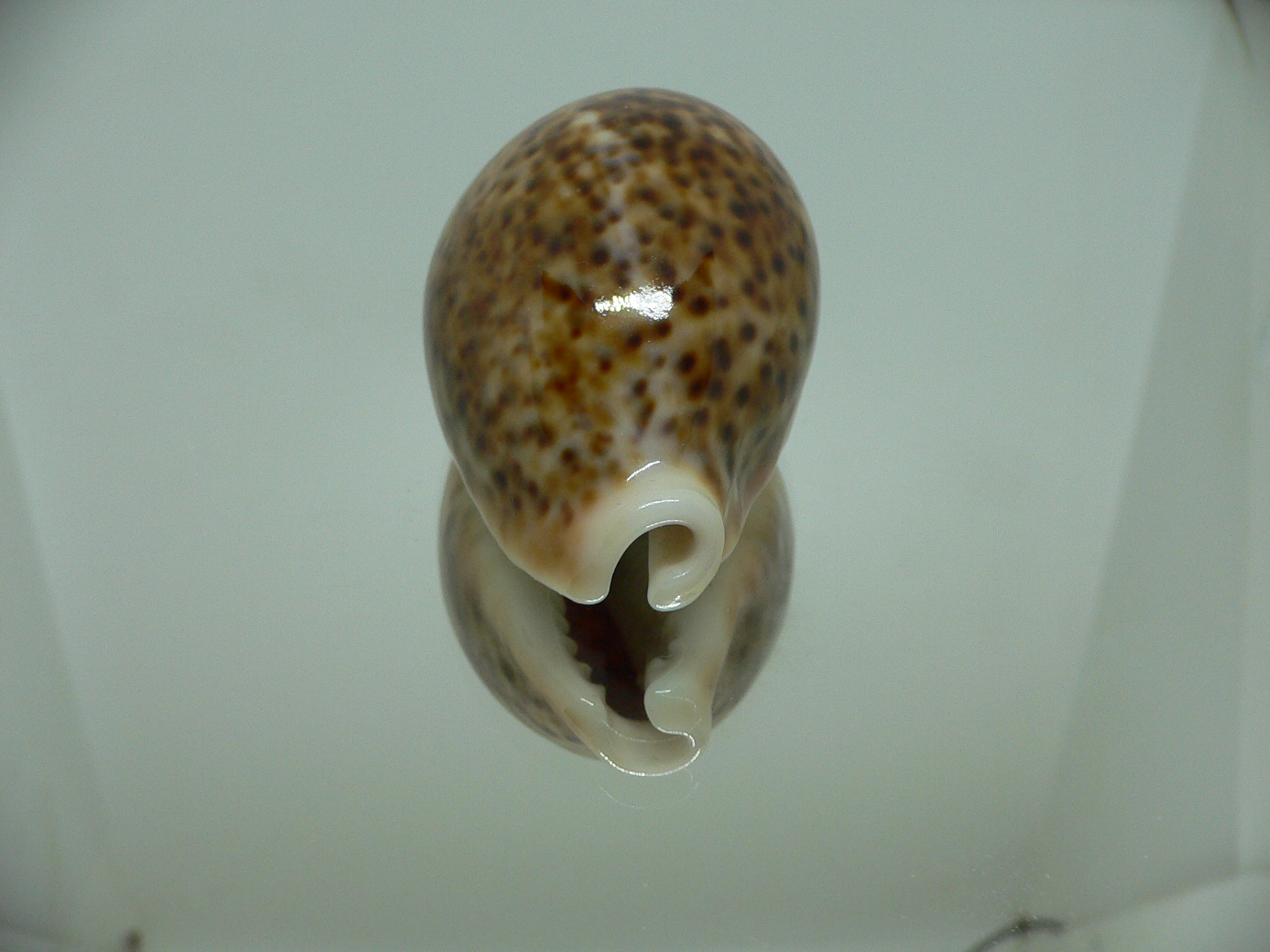 Cypraea pantherina RUSTY