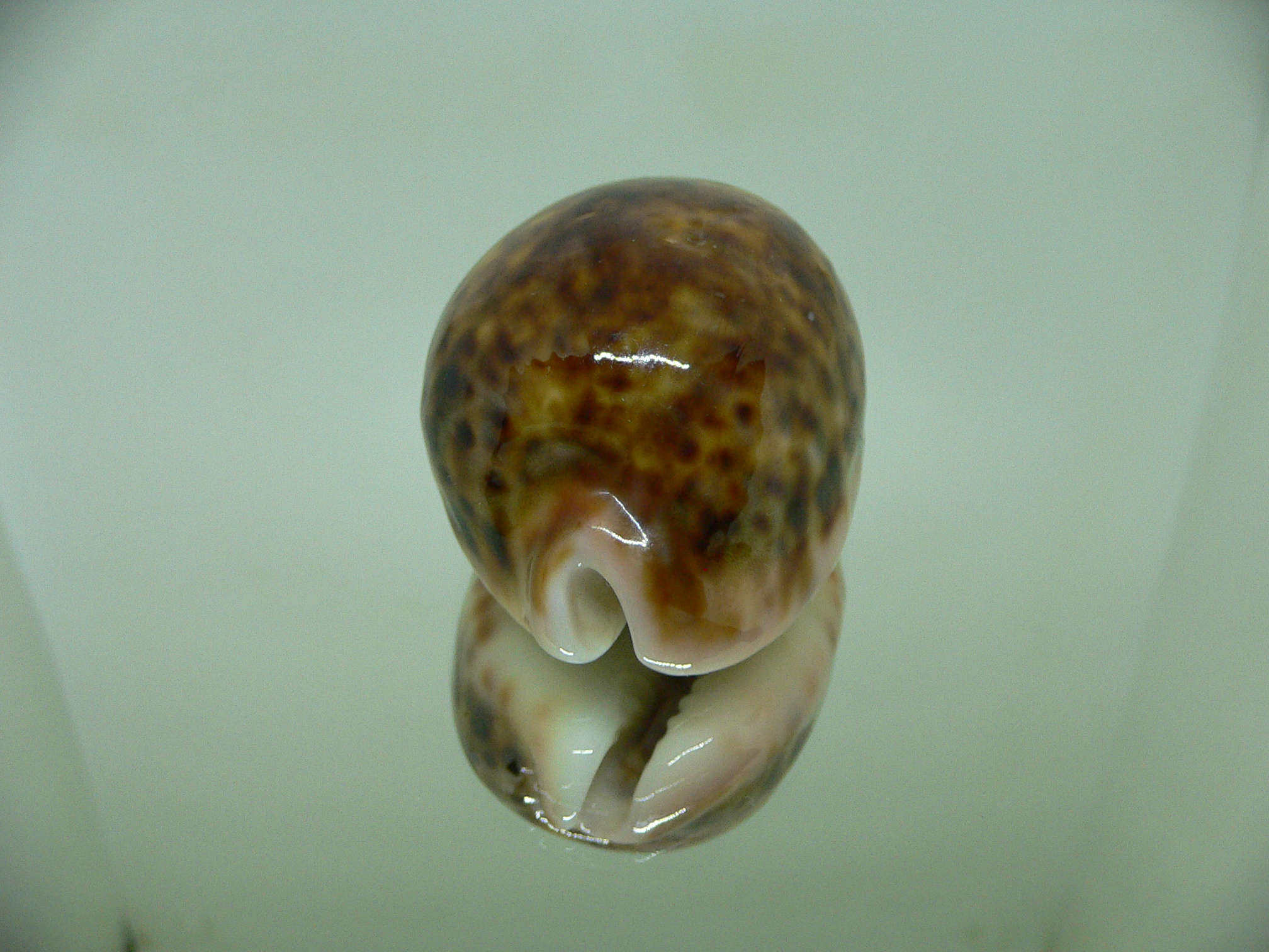 Cypraea pantherina RUSTY