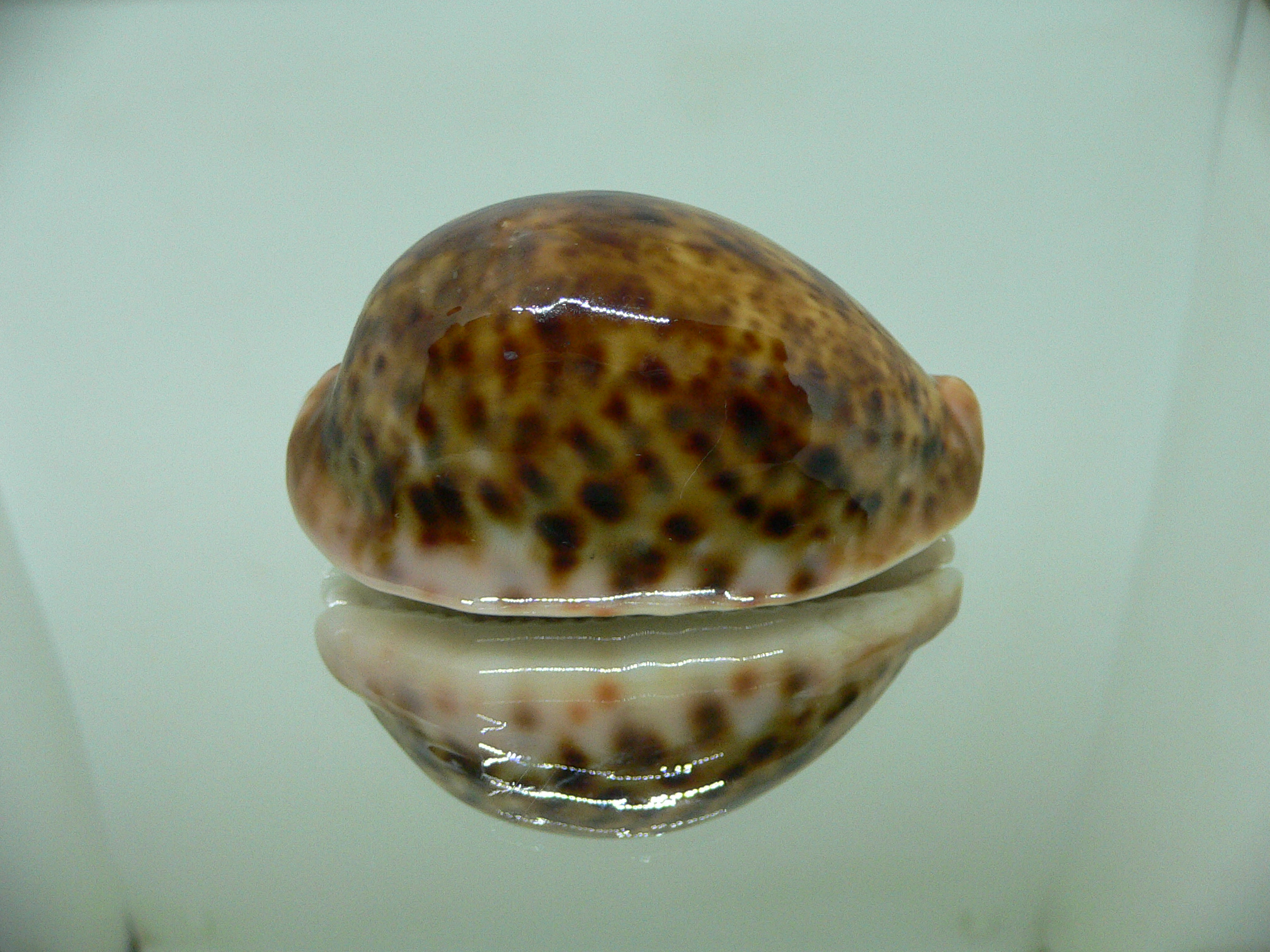 Cypraea pantherina RUSTY