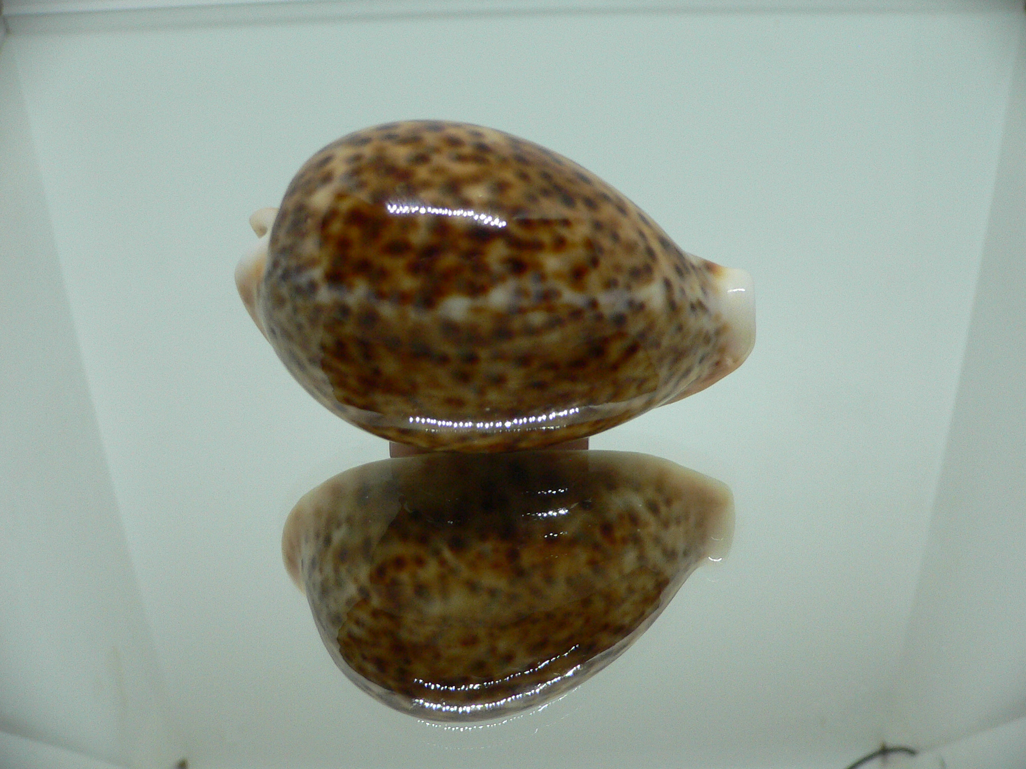 Cypraea pantherina RUSTY