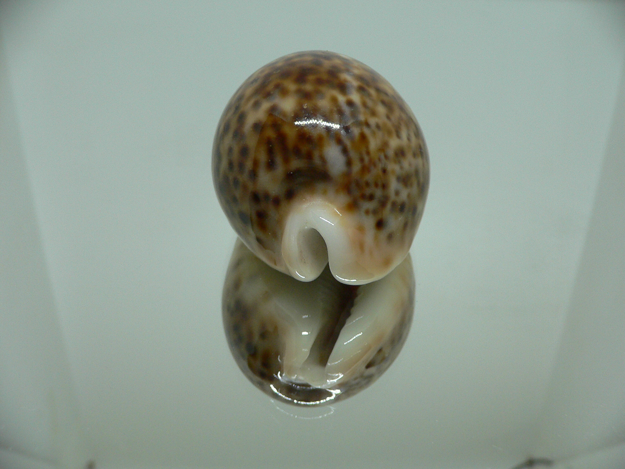 Cypraea pantherina RUSTY