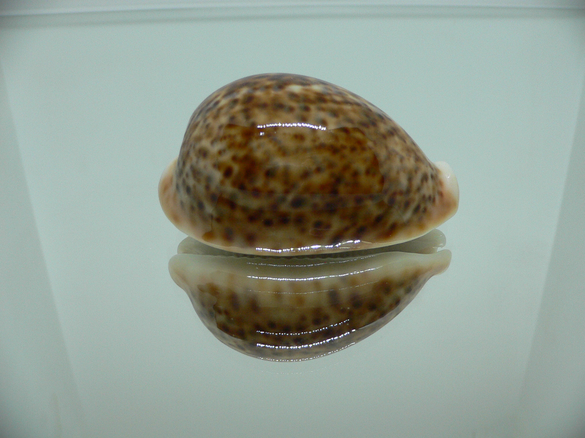 Cypraea pantherina RUSTY