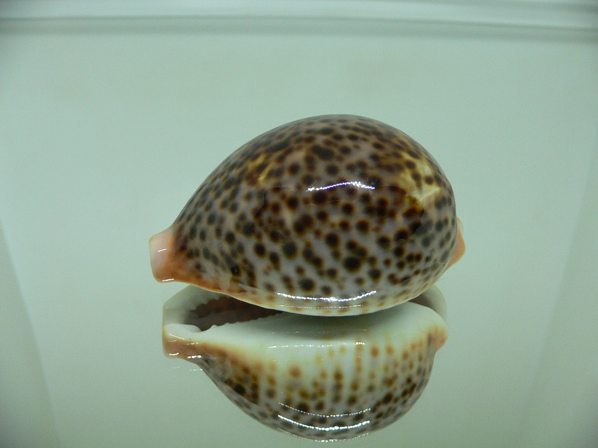 Cypraea pantherina funebralis (var.) DARK