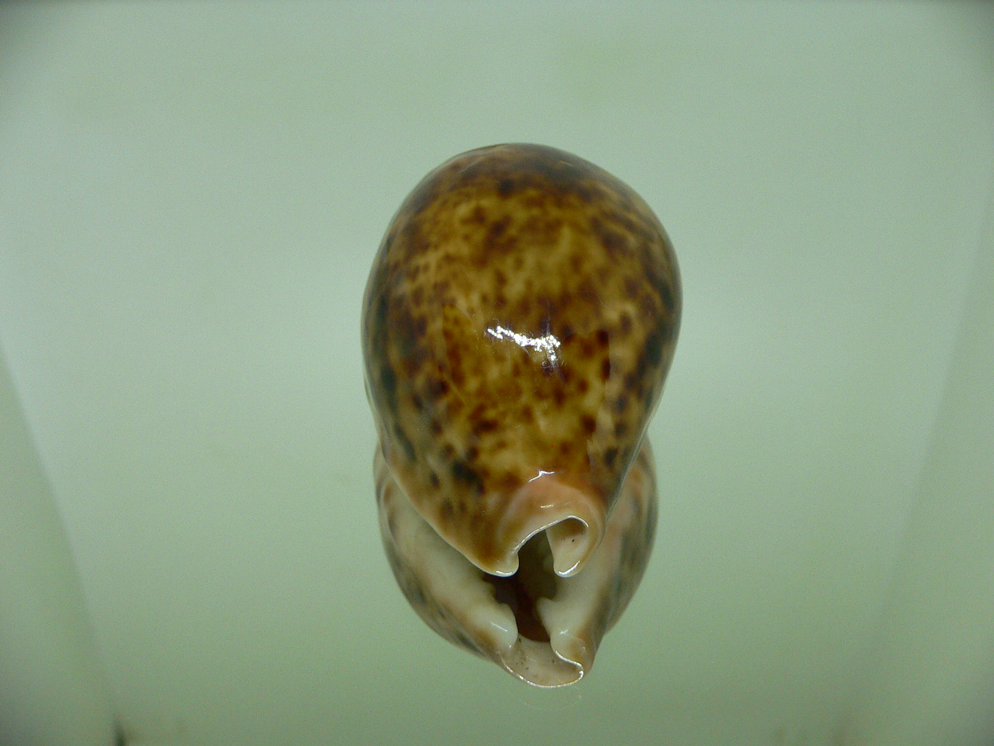 Cypraea pantherina RUSTY