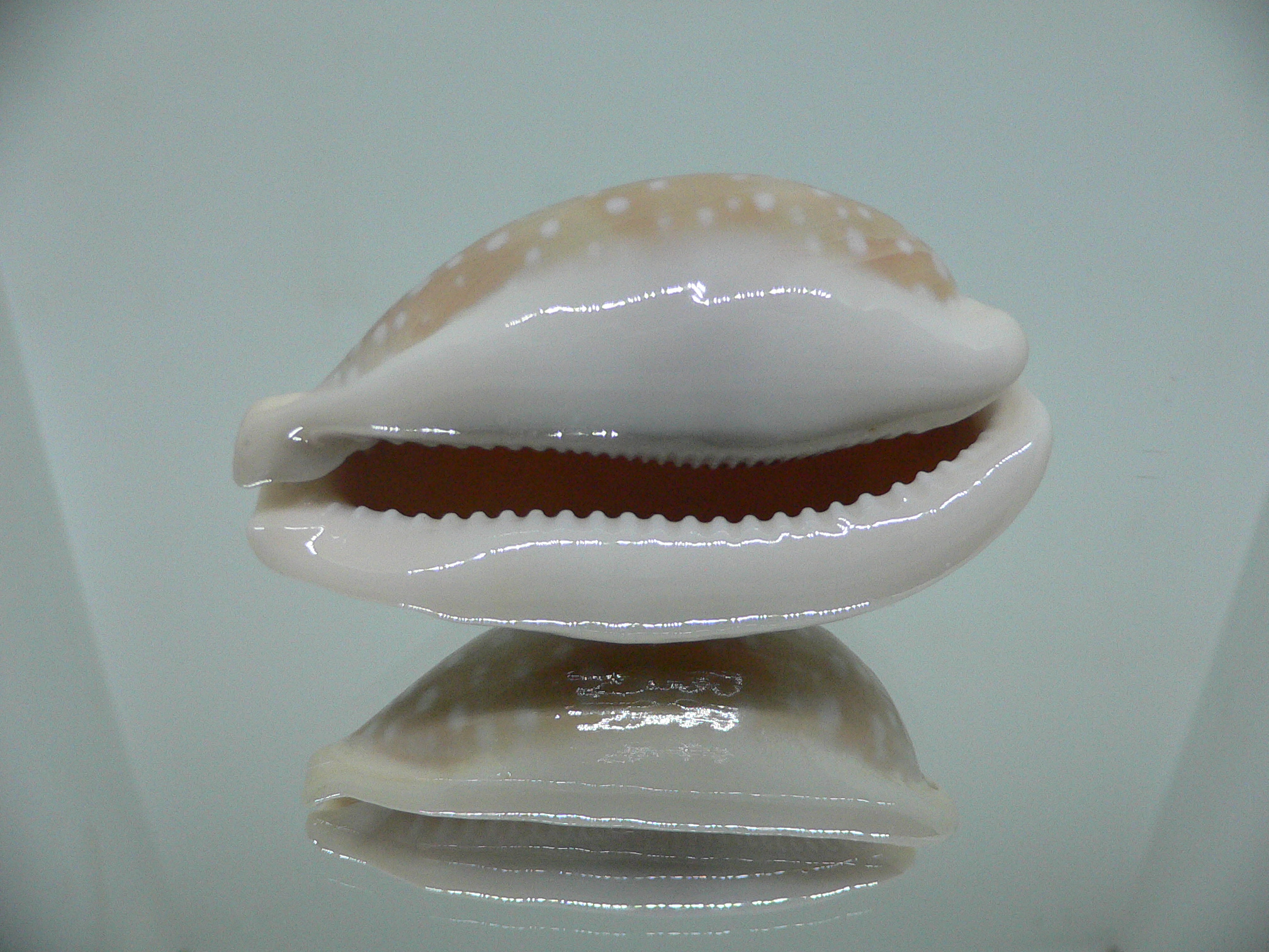 Cypraea camelopardalis COLOR