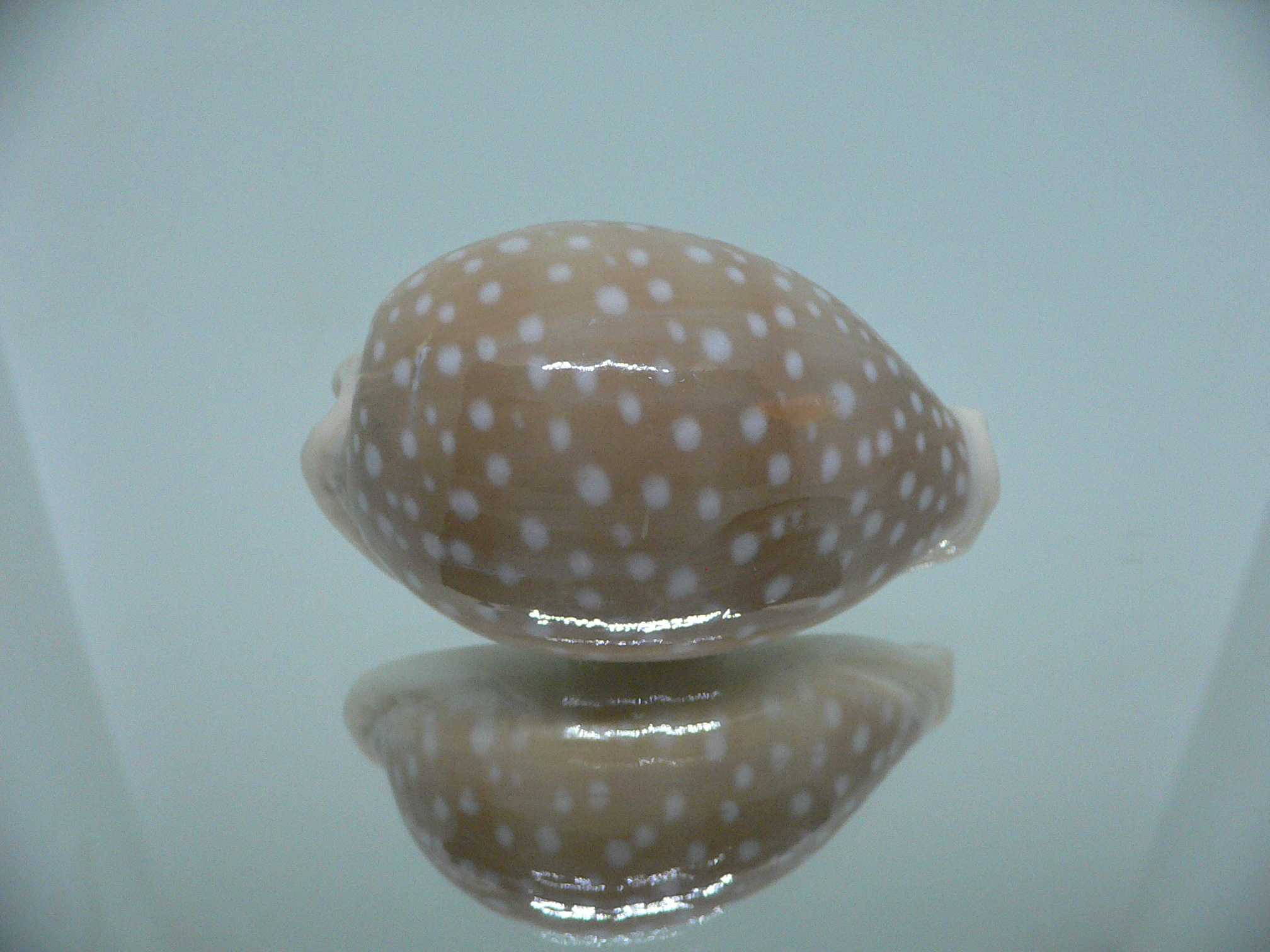 Cypraea camelopardalis COLOR