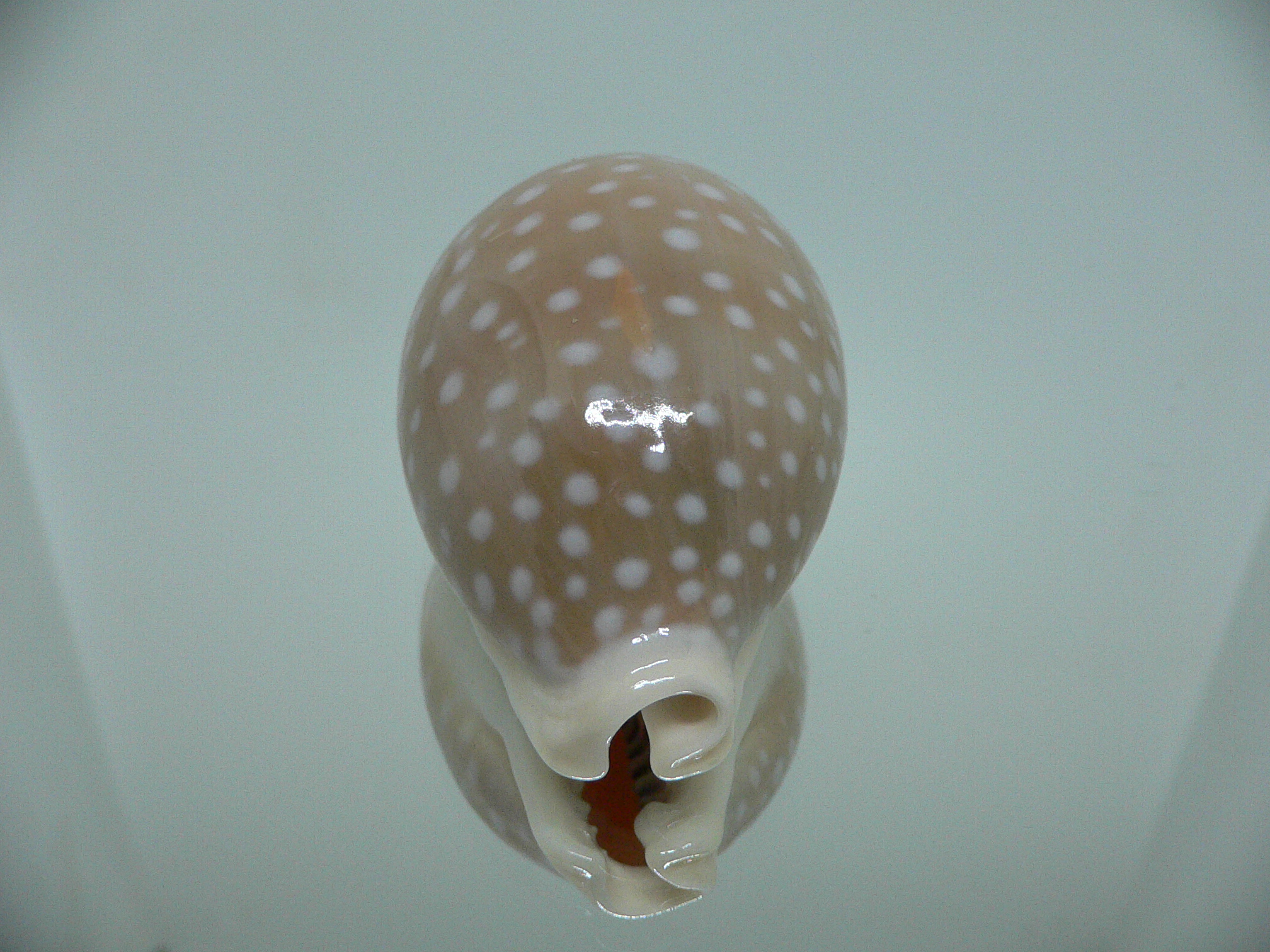 Cypraea camelopardalis COLOR