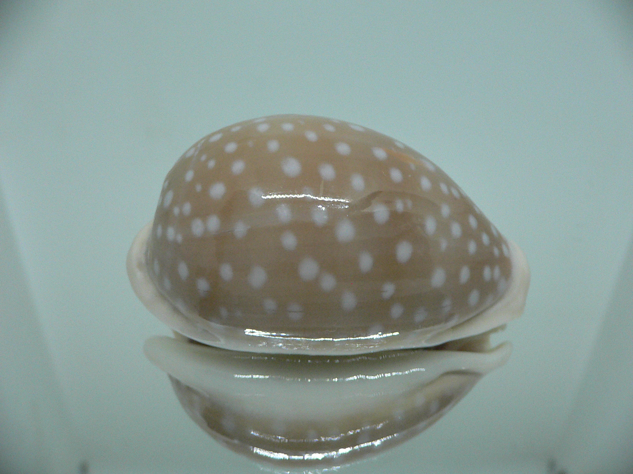 Cypraea camelopardalis COLOR