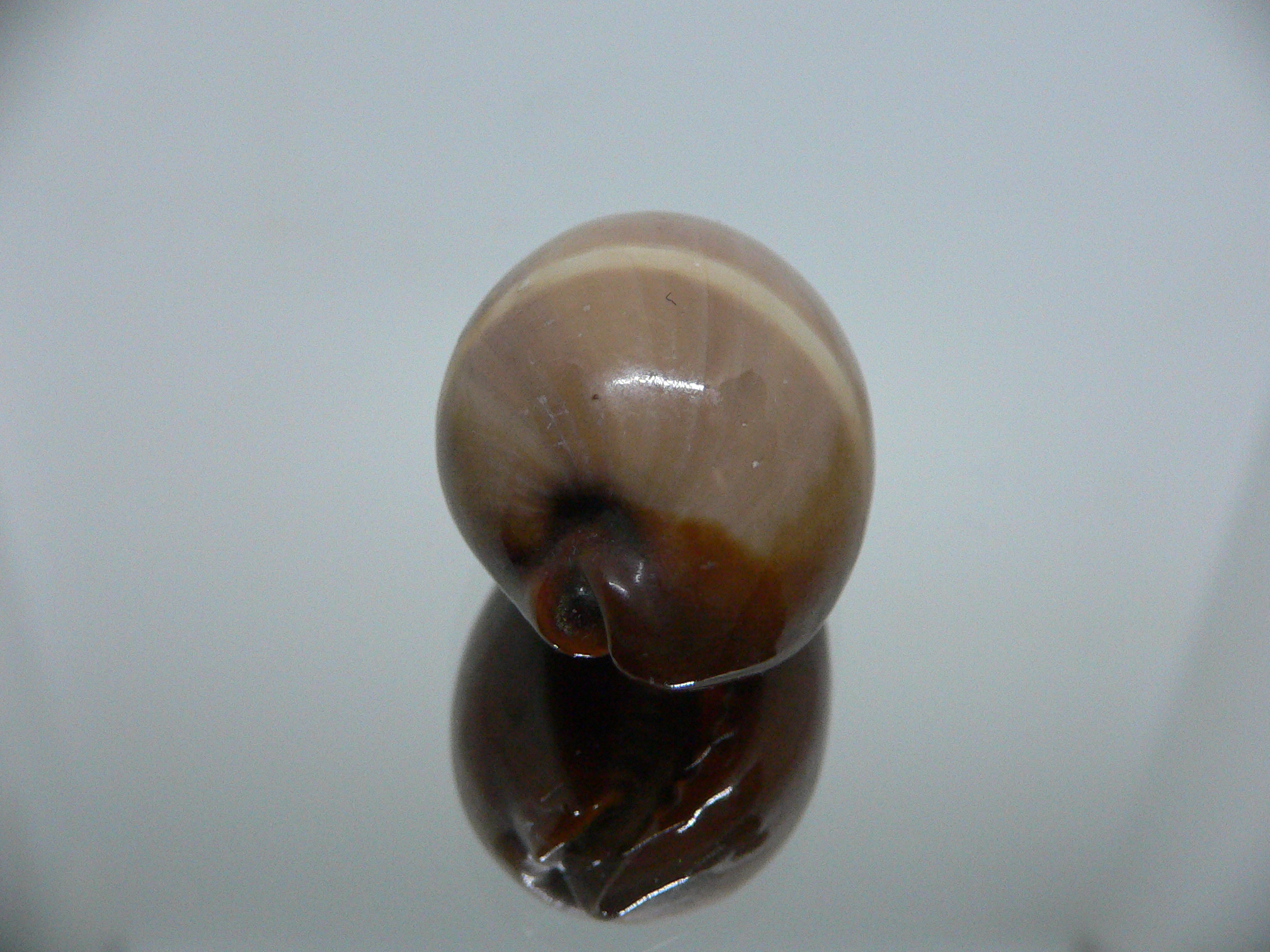 Cypraea adusta persica IDEAL