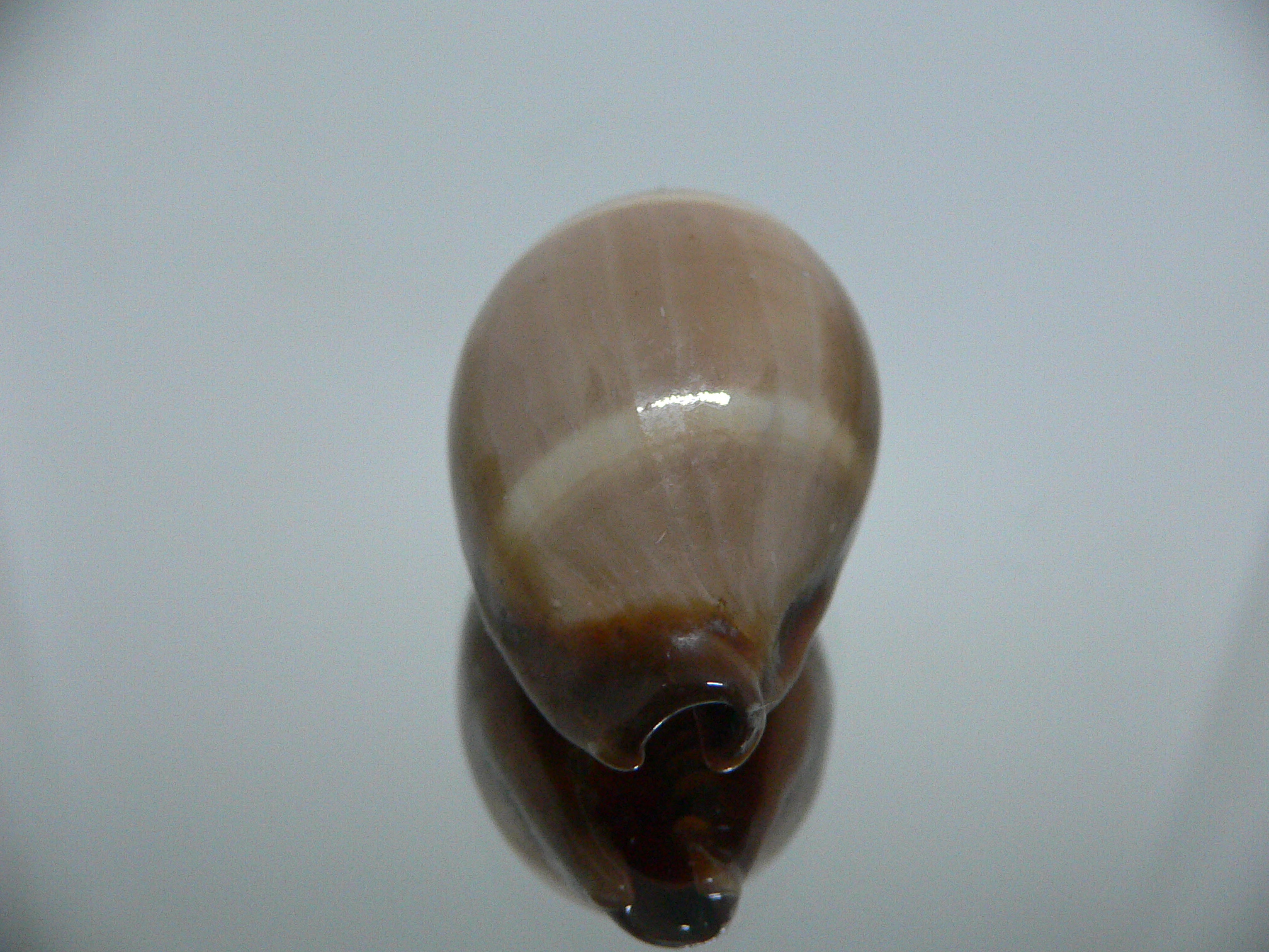 Cypraea adusta persica IDEAL