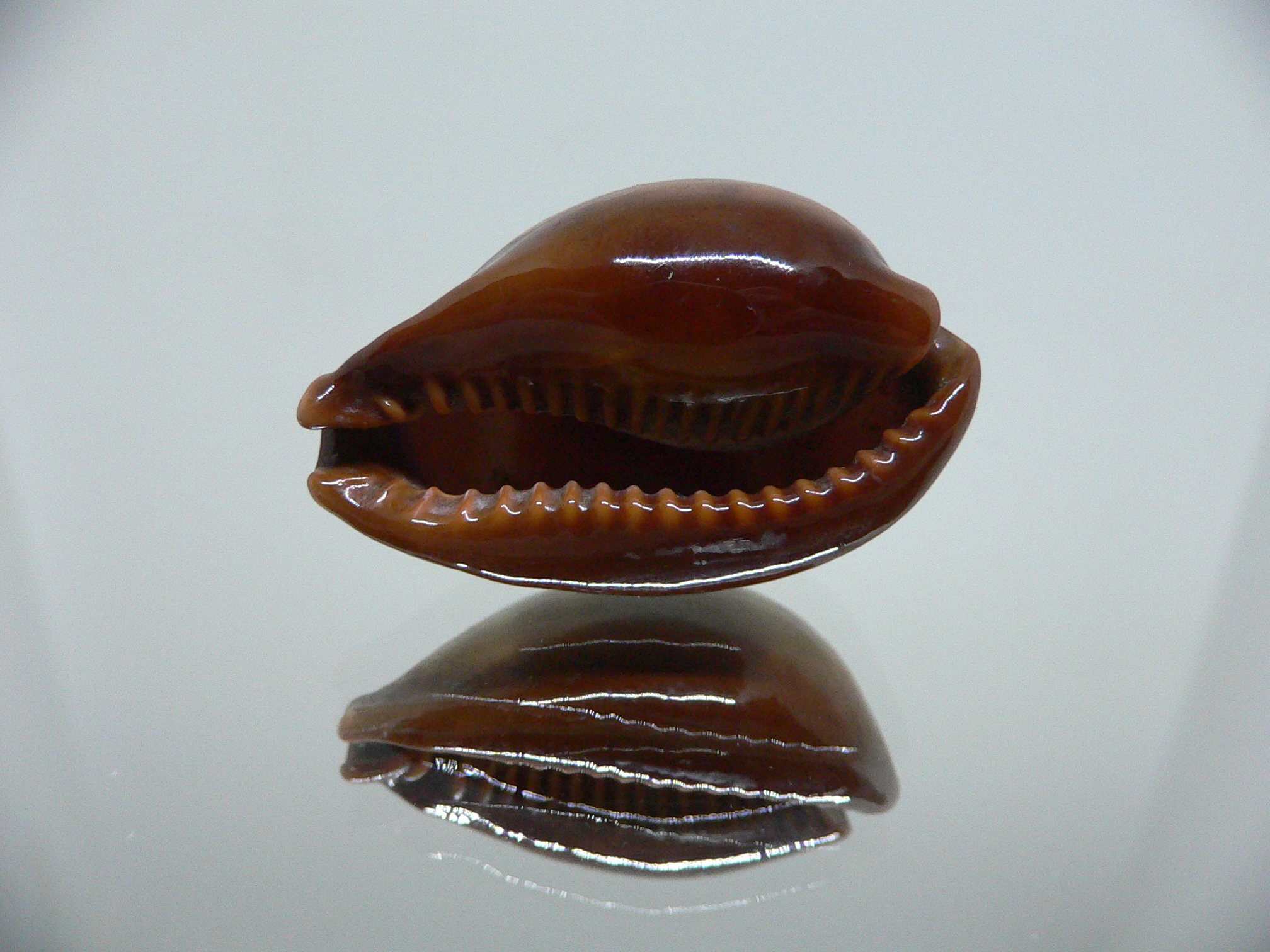 Cypraea adusta persica IDEAL