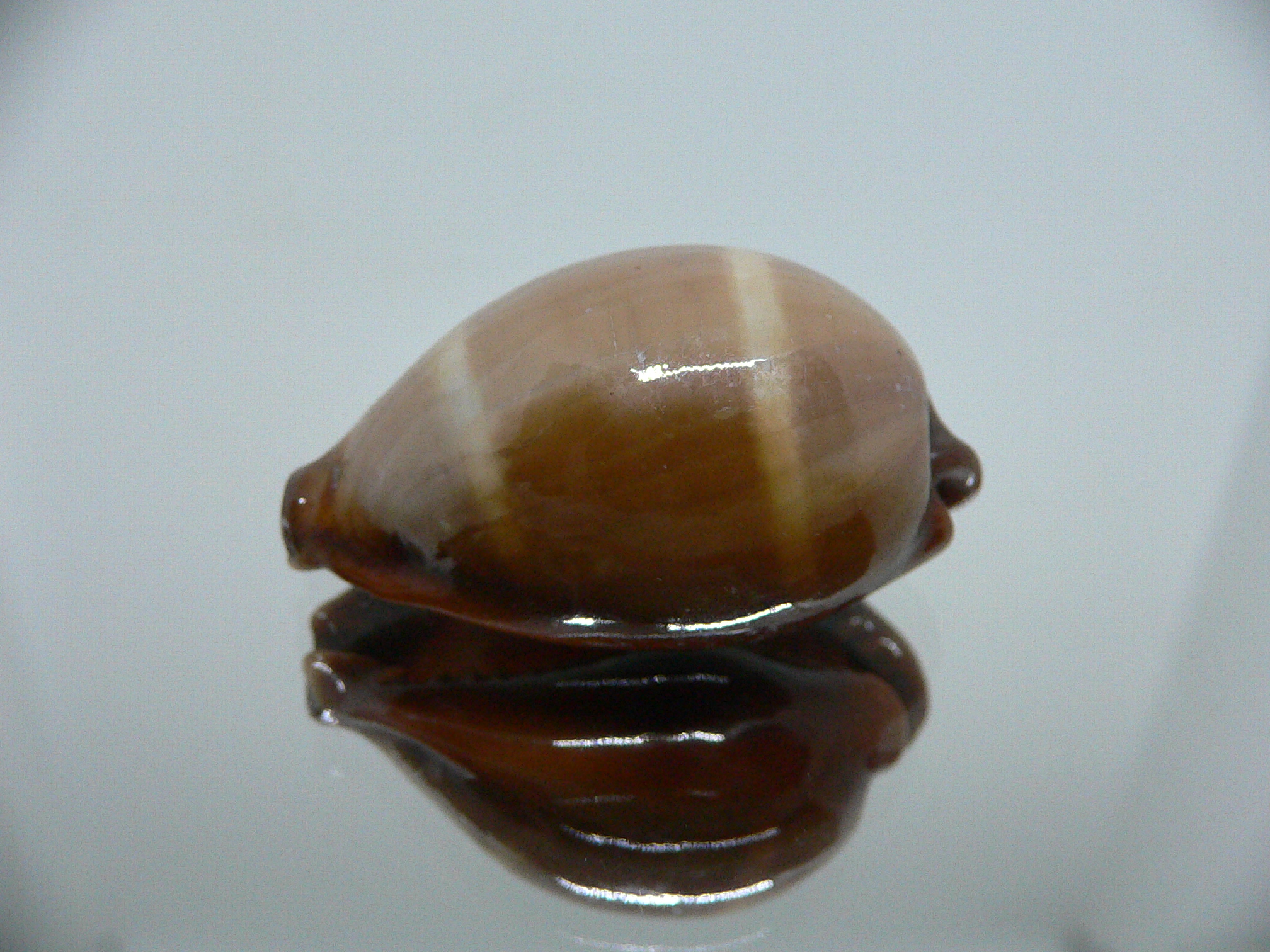 Cypraea adusta persica IDEAL