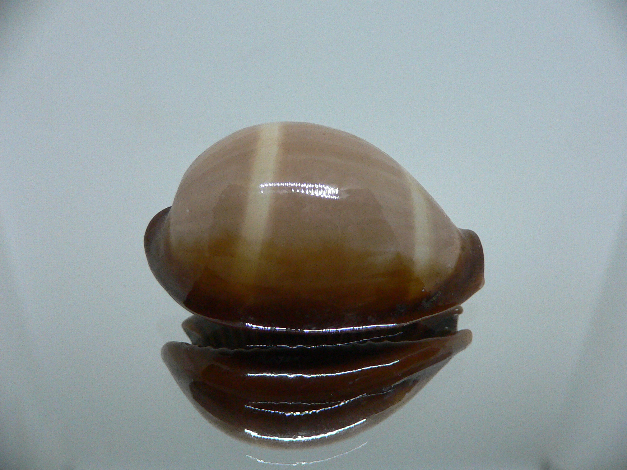 Cypraea adusta persica IDEAL