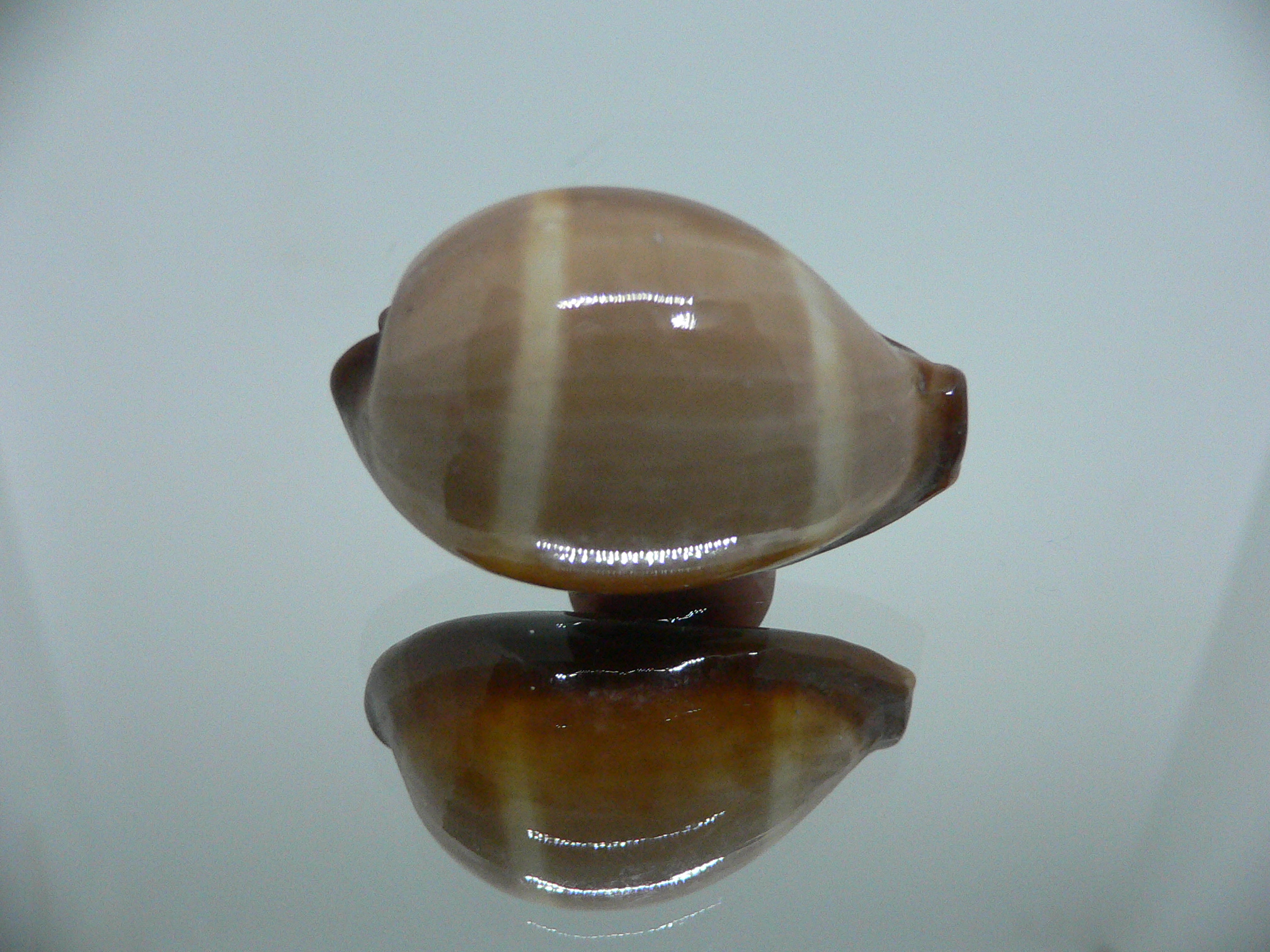 Cypraea adusta persica IDEAL