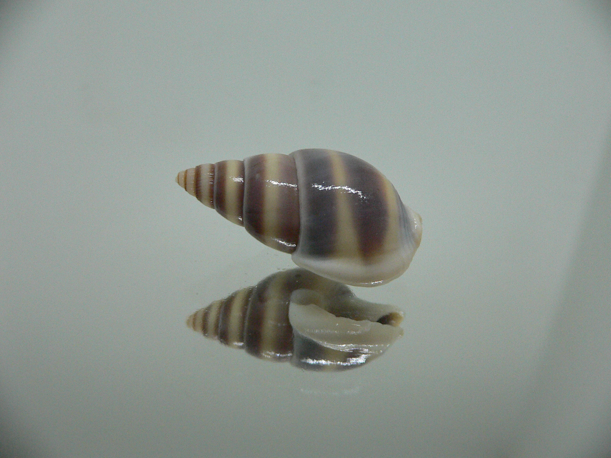 Nassarius succinctus VERY BIG