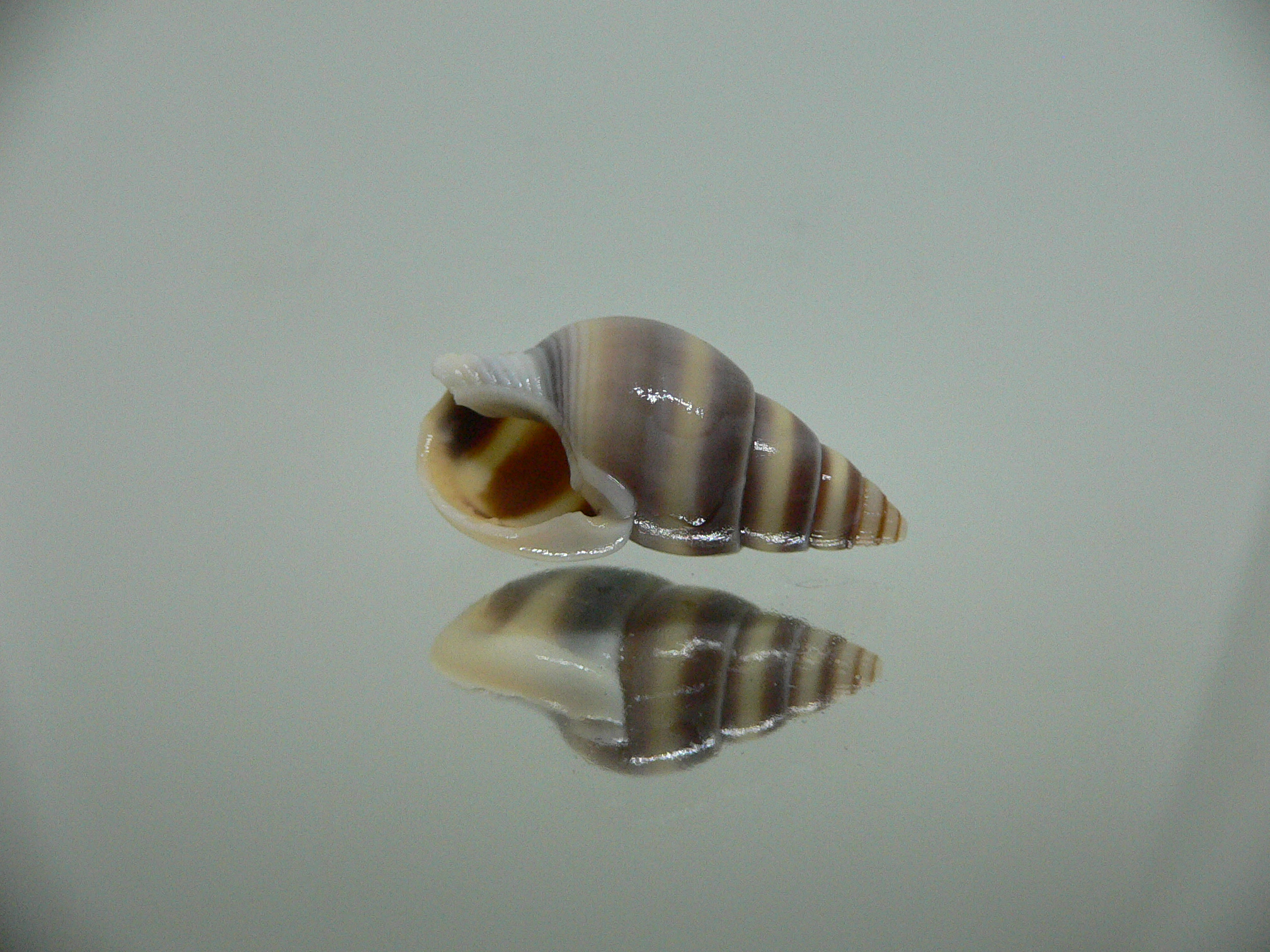 Nassarius succinctus VERY BIG