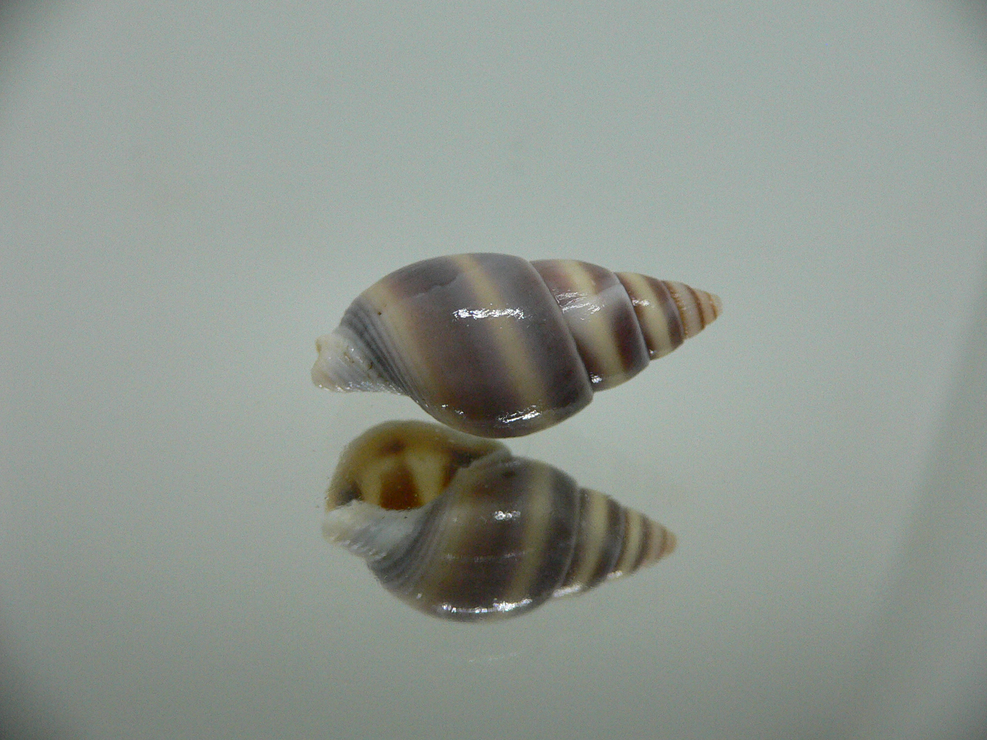 Nassarius succinctus VERY BIG