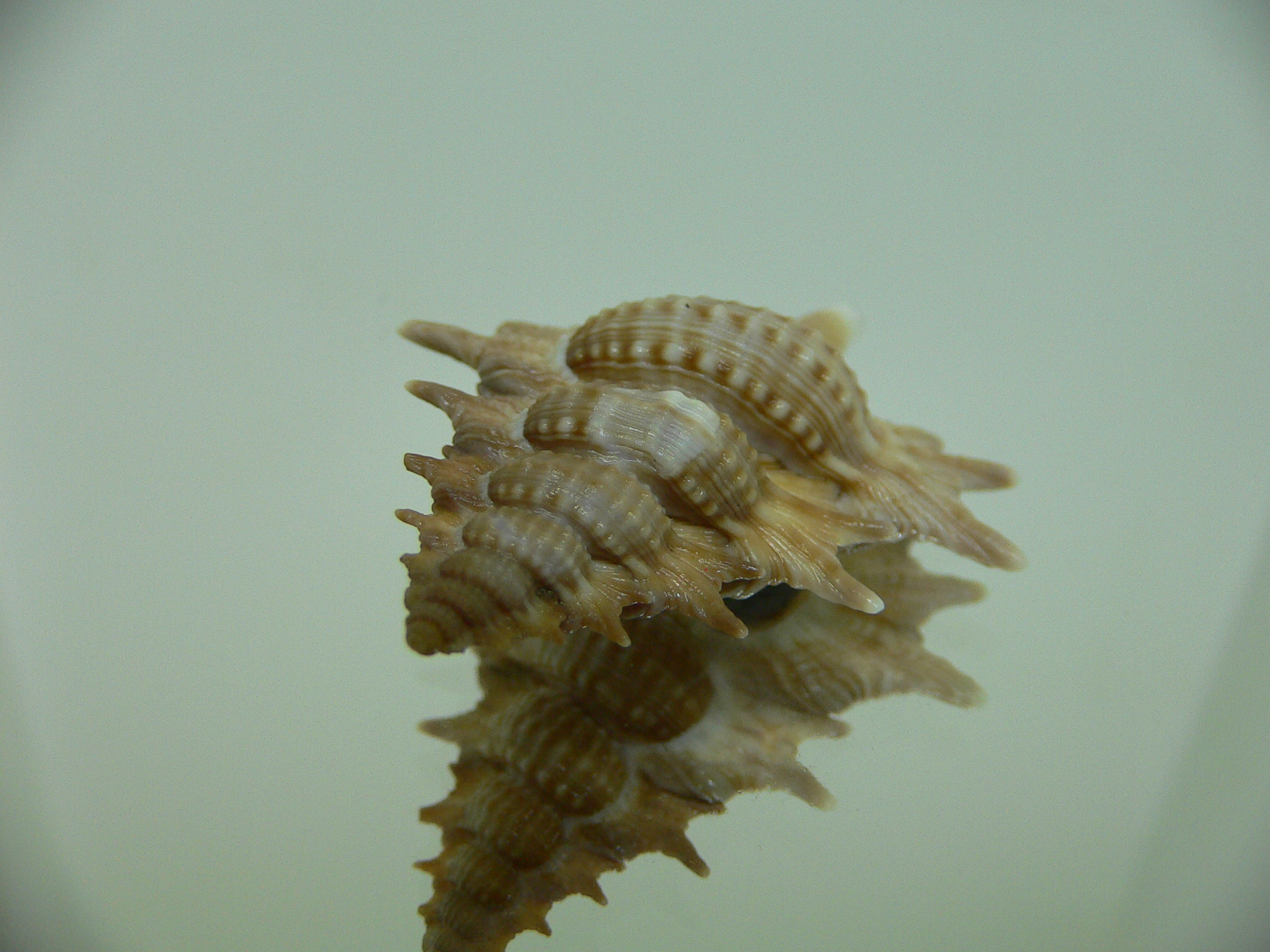 Biplex (Gyrineum) pulchrum VERY DARK