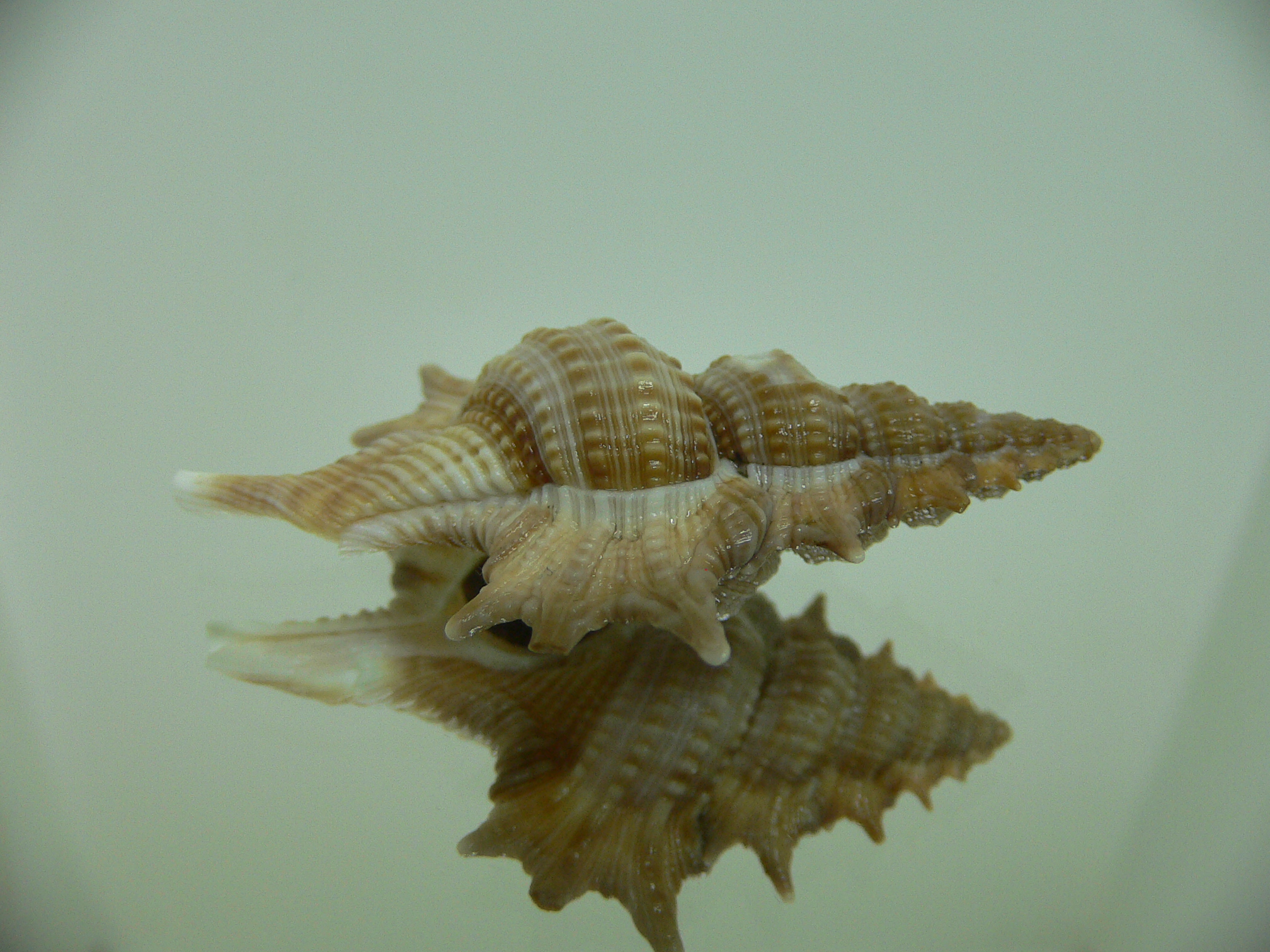 Biplex (Gyrineum) pulchrum VERY DARK