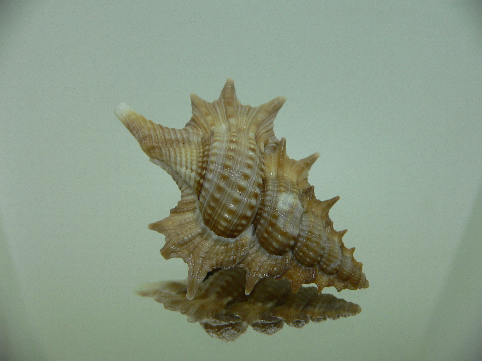 Biplex (Gyrineum) pulchrum VERY DARK