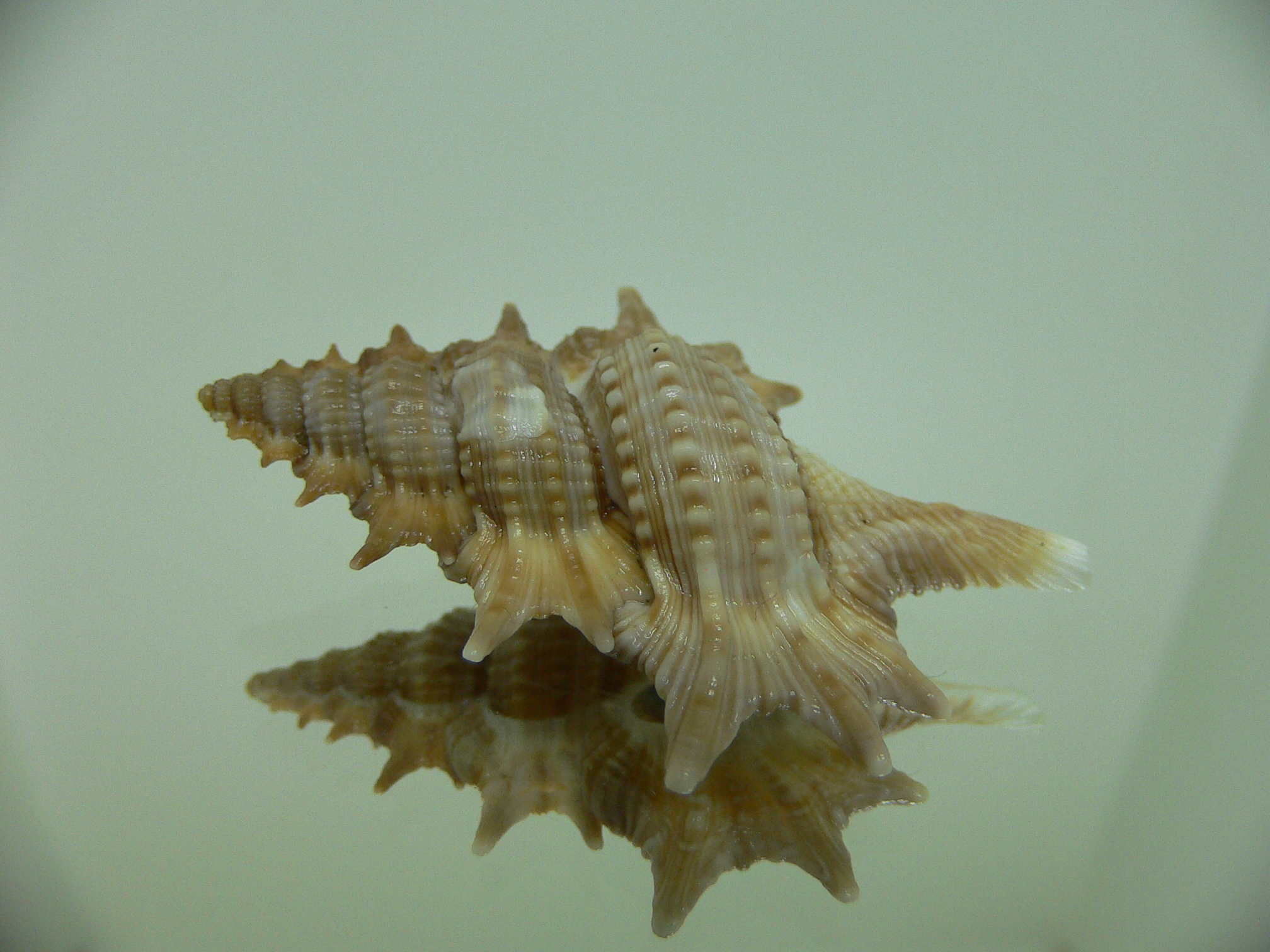 Biplex (Gyrineum) pulchrum VERY DARK