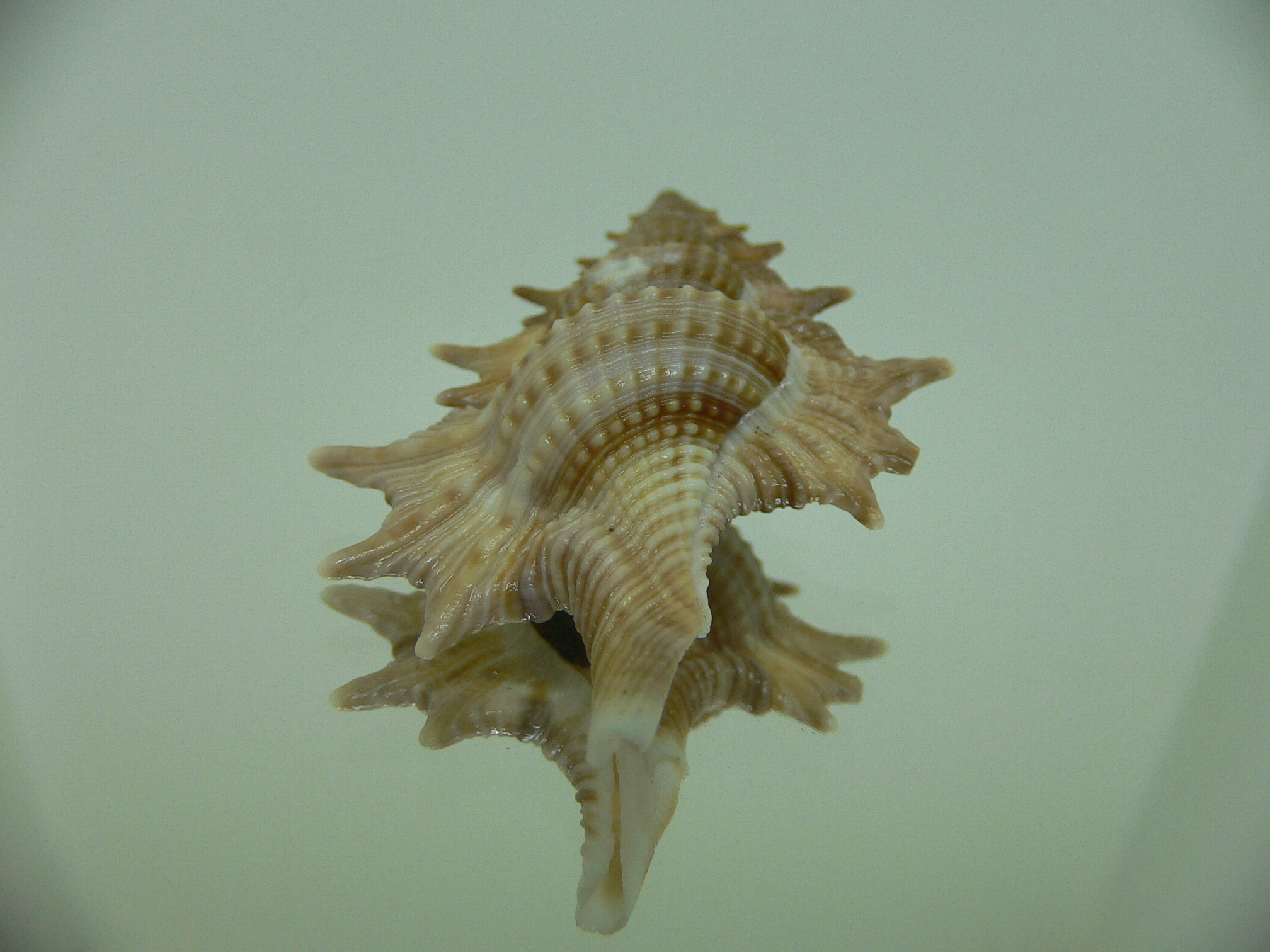 Biplex (Gyrineum) pulchrum VERY DARK
