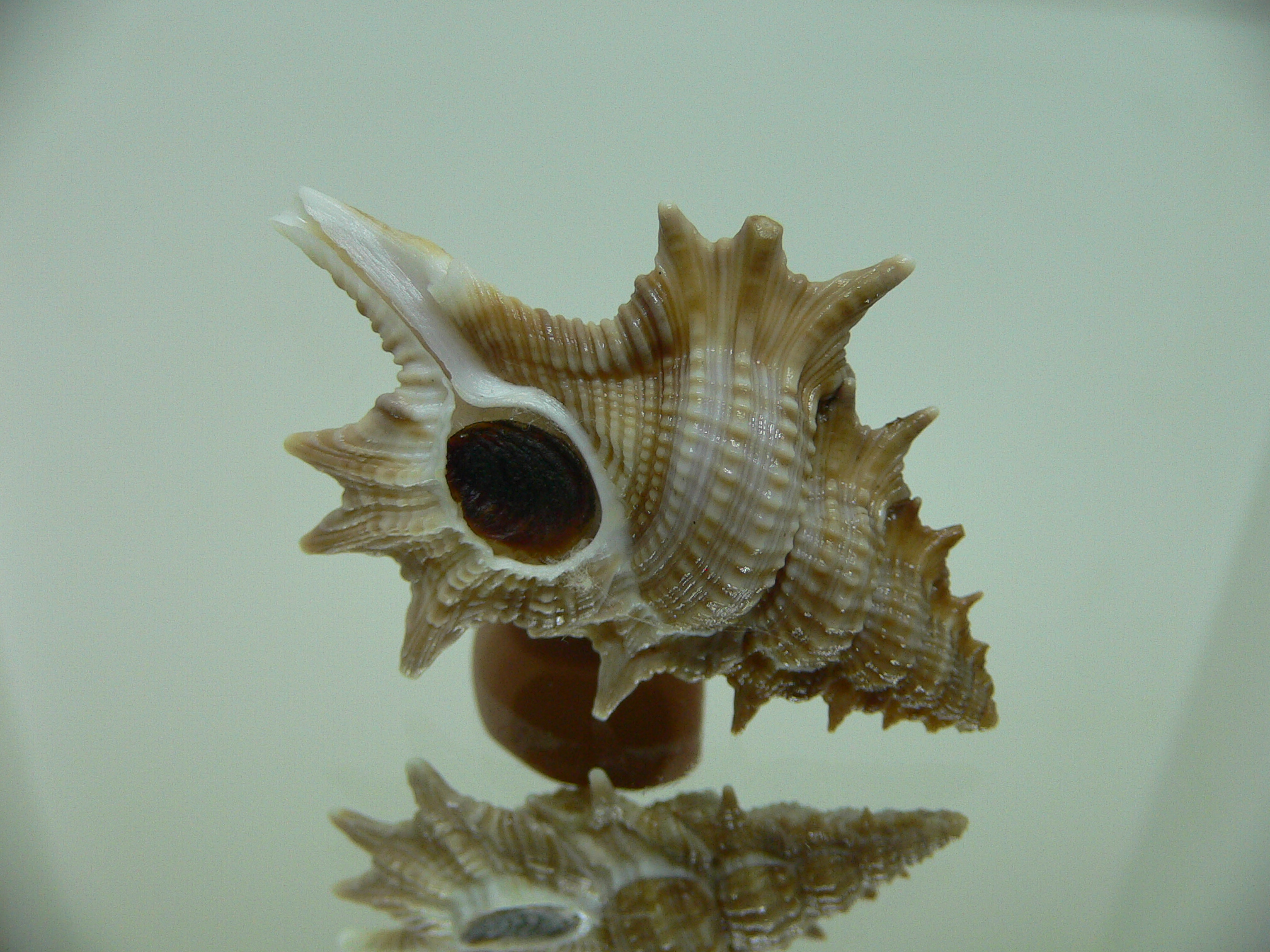 Biplex (Gyrineum) pulchrum VERY DARK