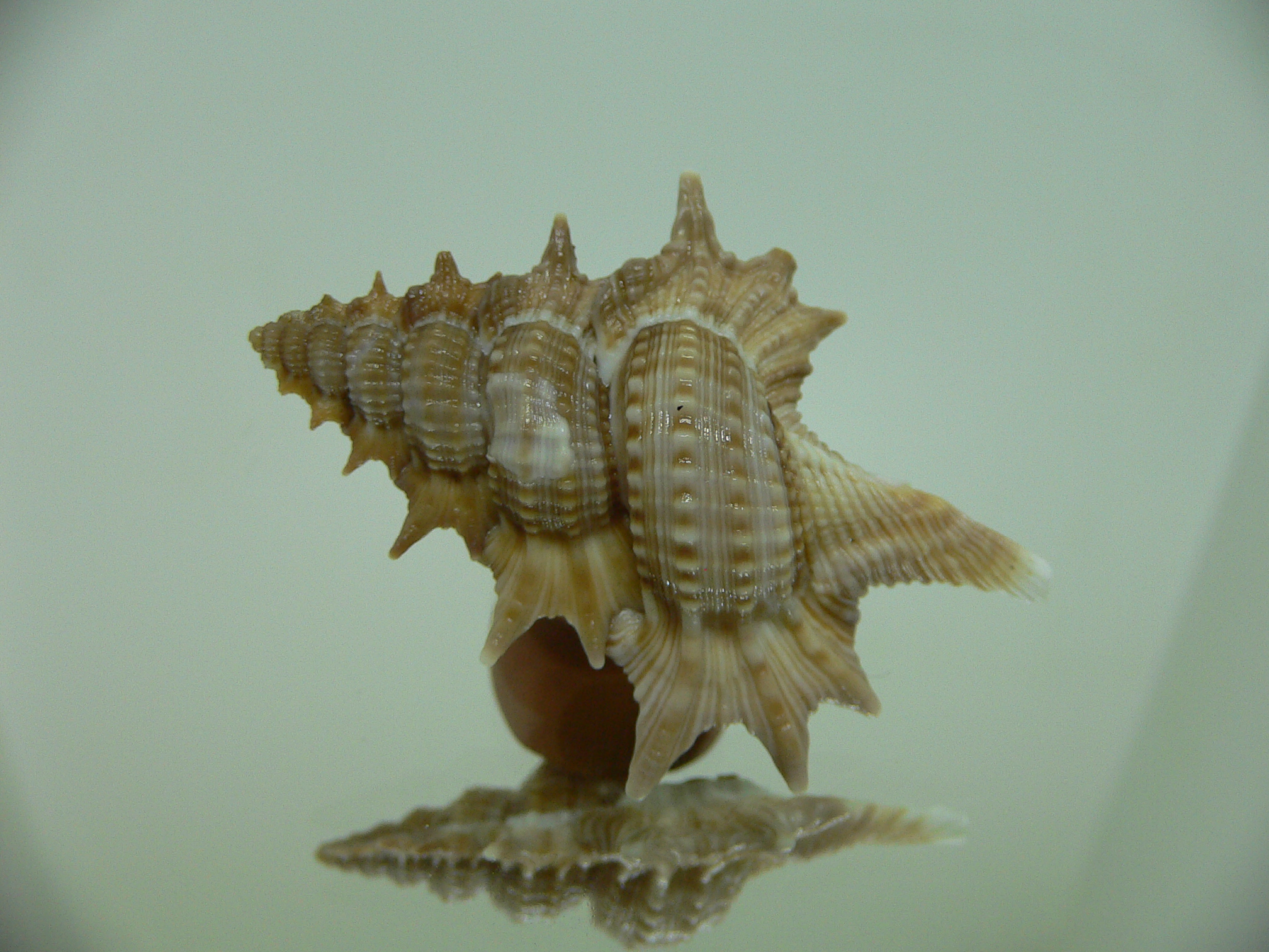 Biplex (Gyrineum) pulchrum VERY DARK