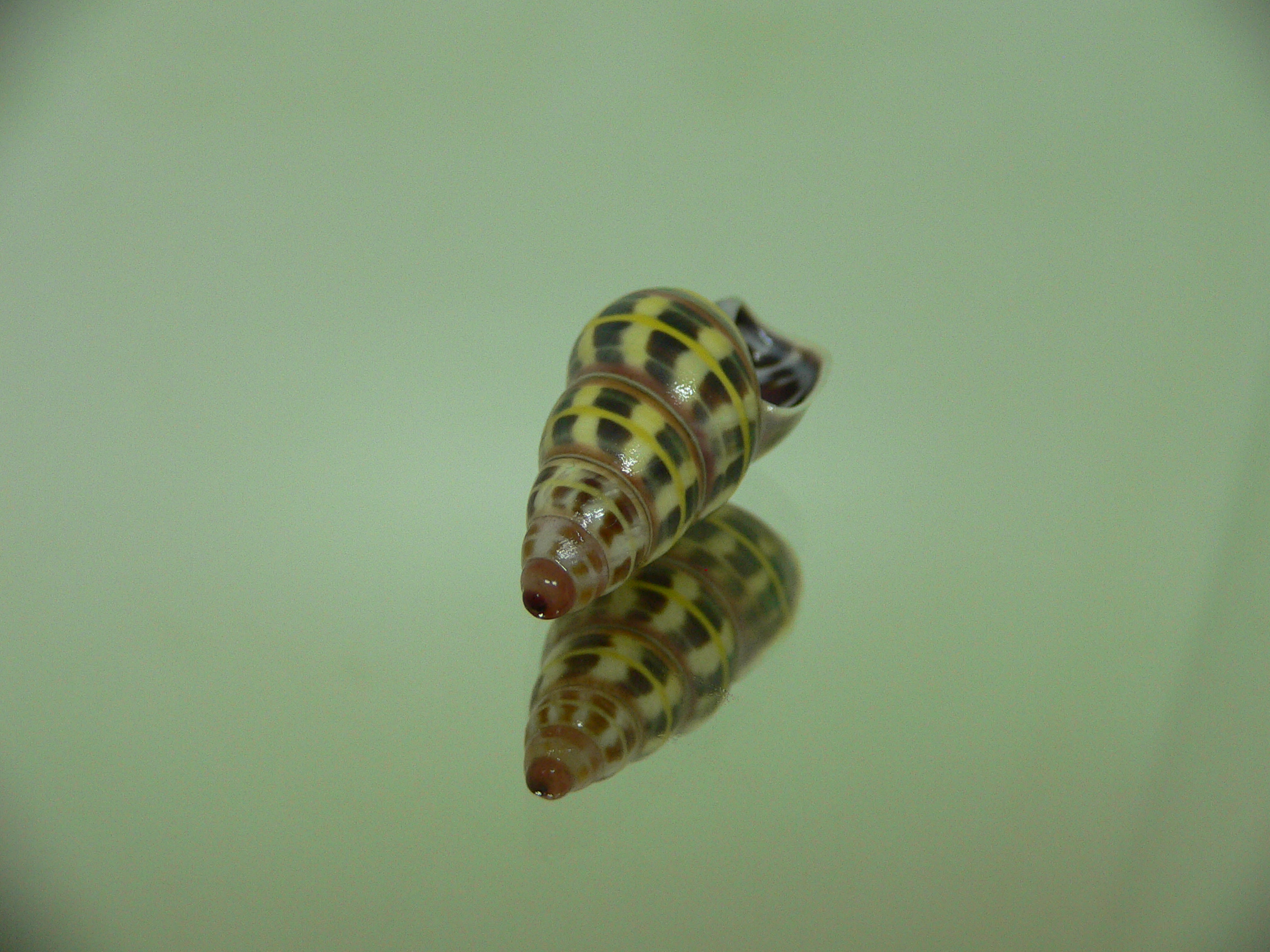 Amphidromus columellaris sierahensis MOTLEY