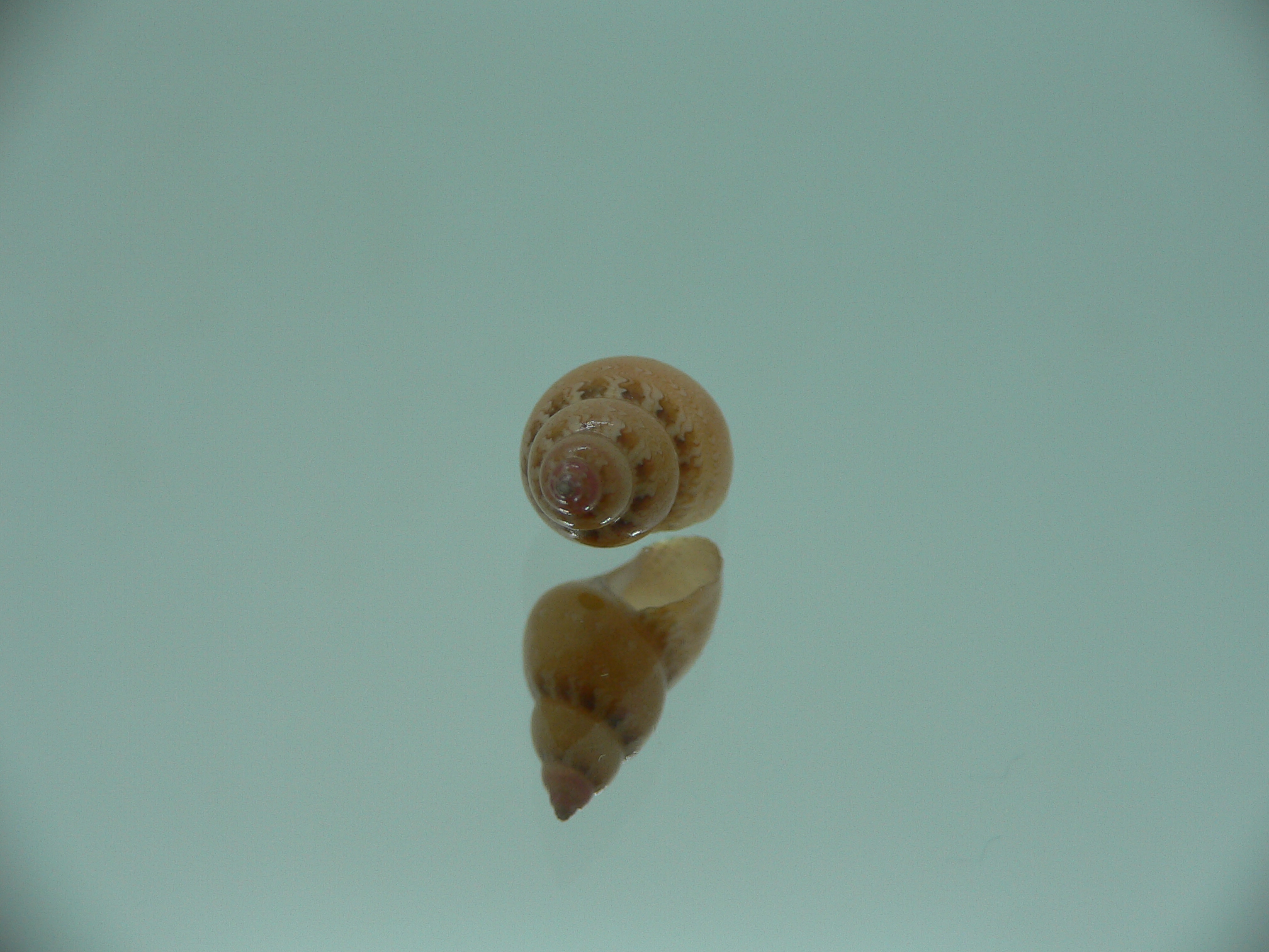 Phasianella solida solida