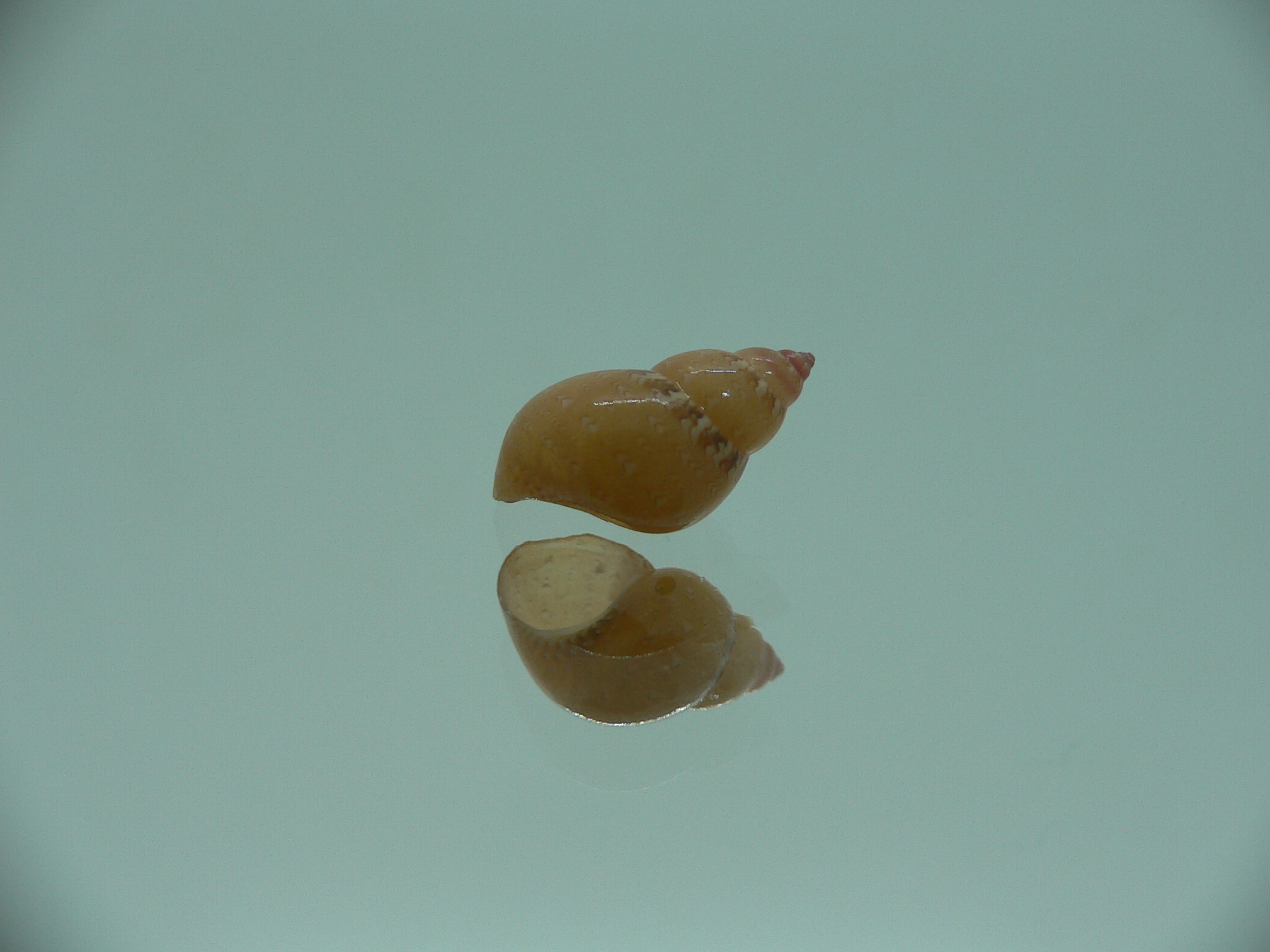 Phasianella solida solida