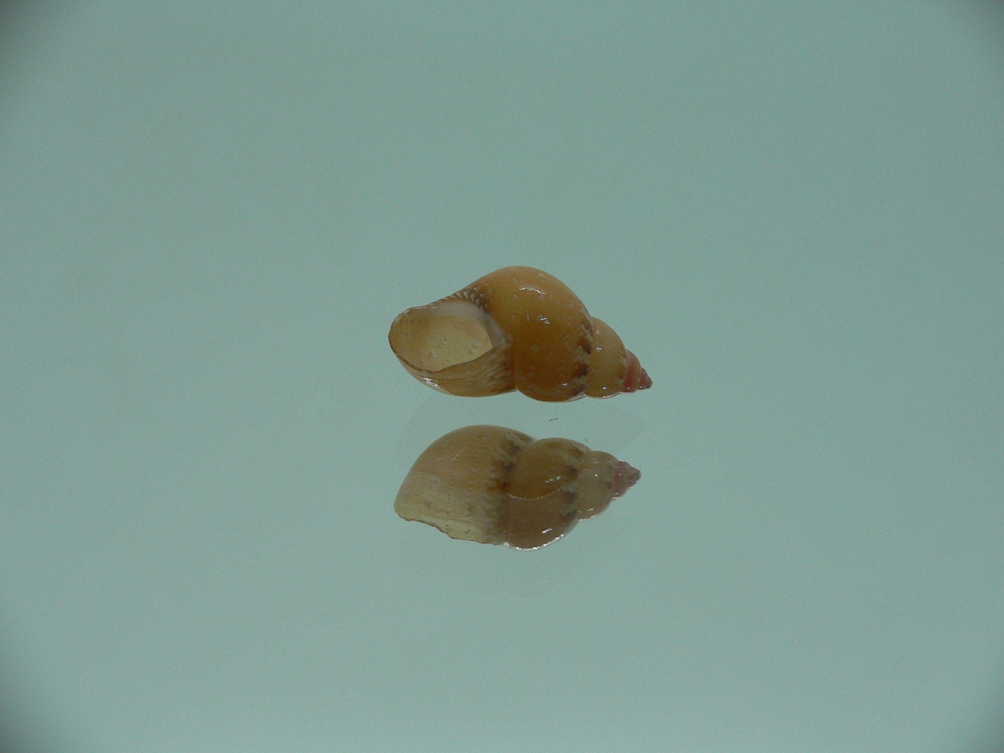 Phasianella solida solida