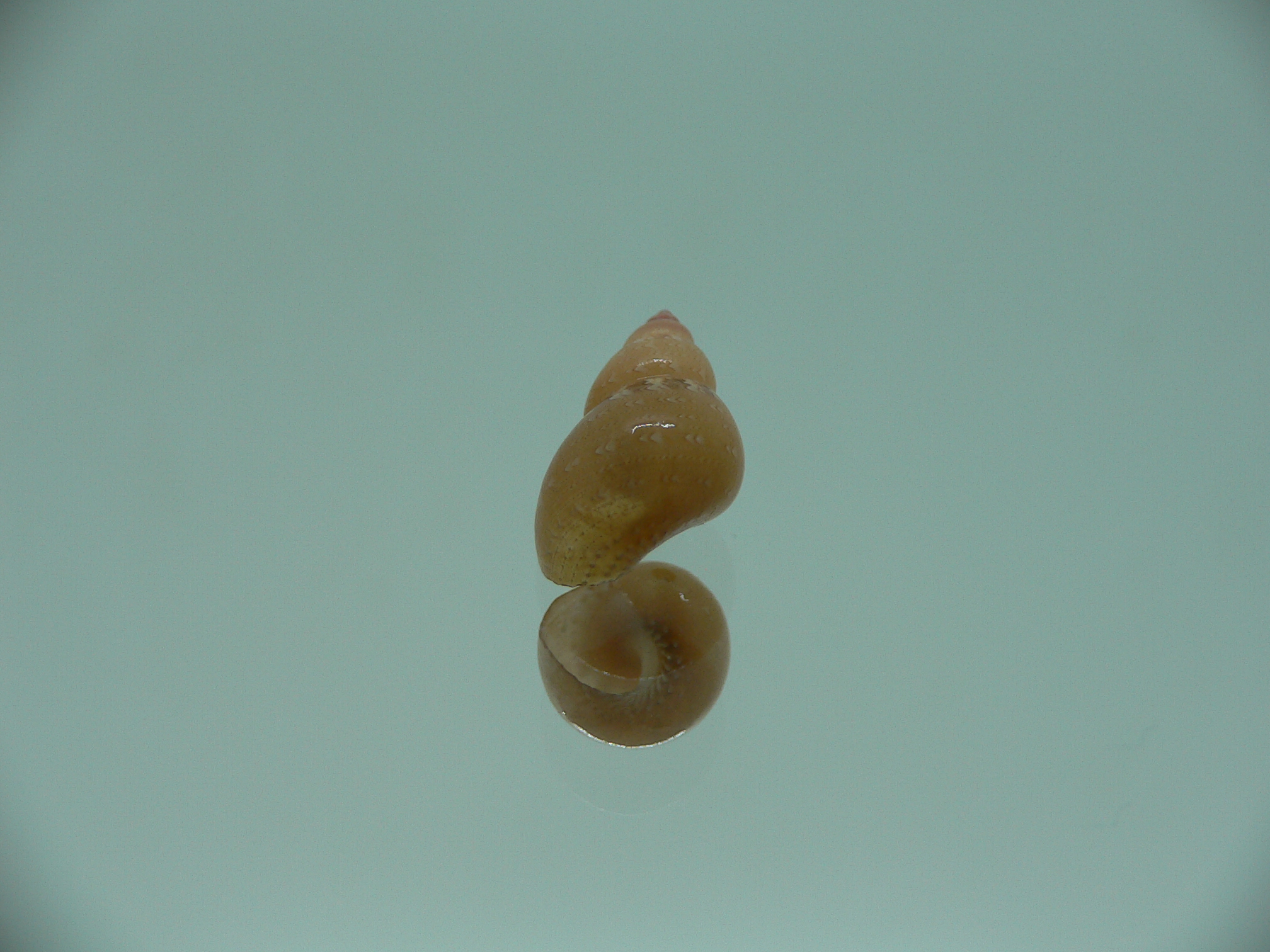 Phasianella solida solida