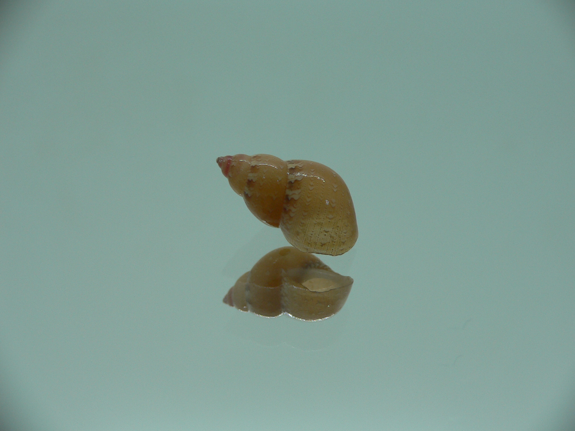 Phasianella solida solida
