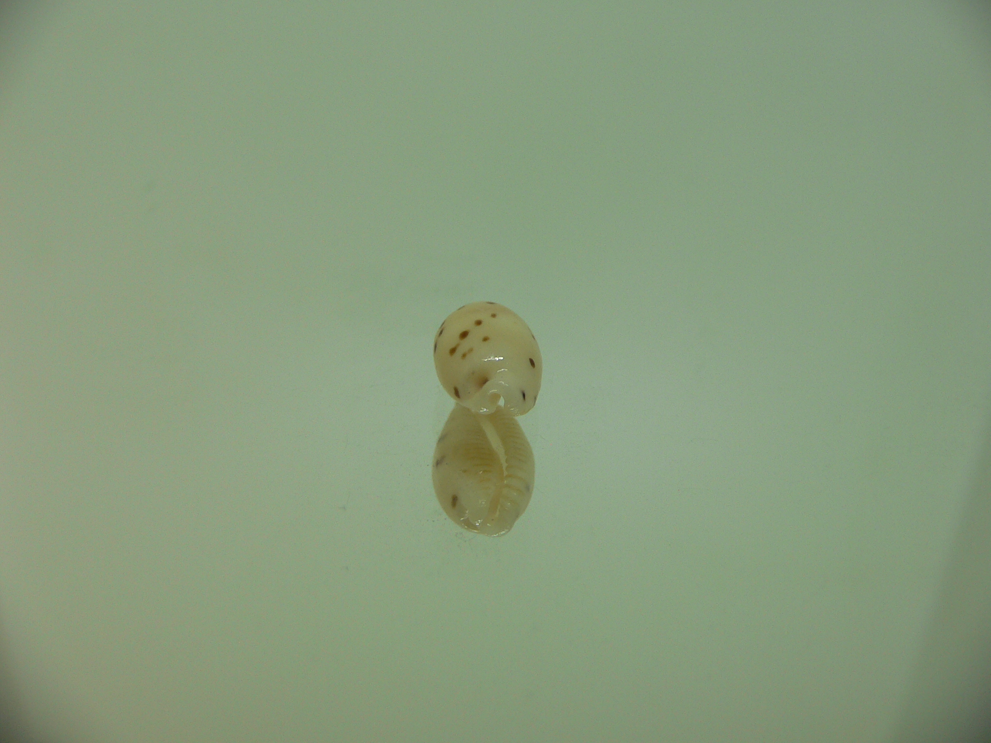 Cypraea punctata punctata
