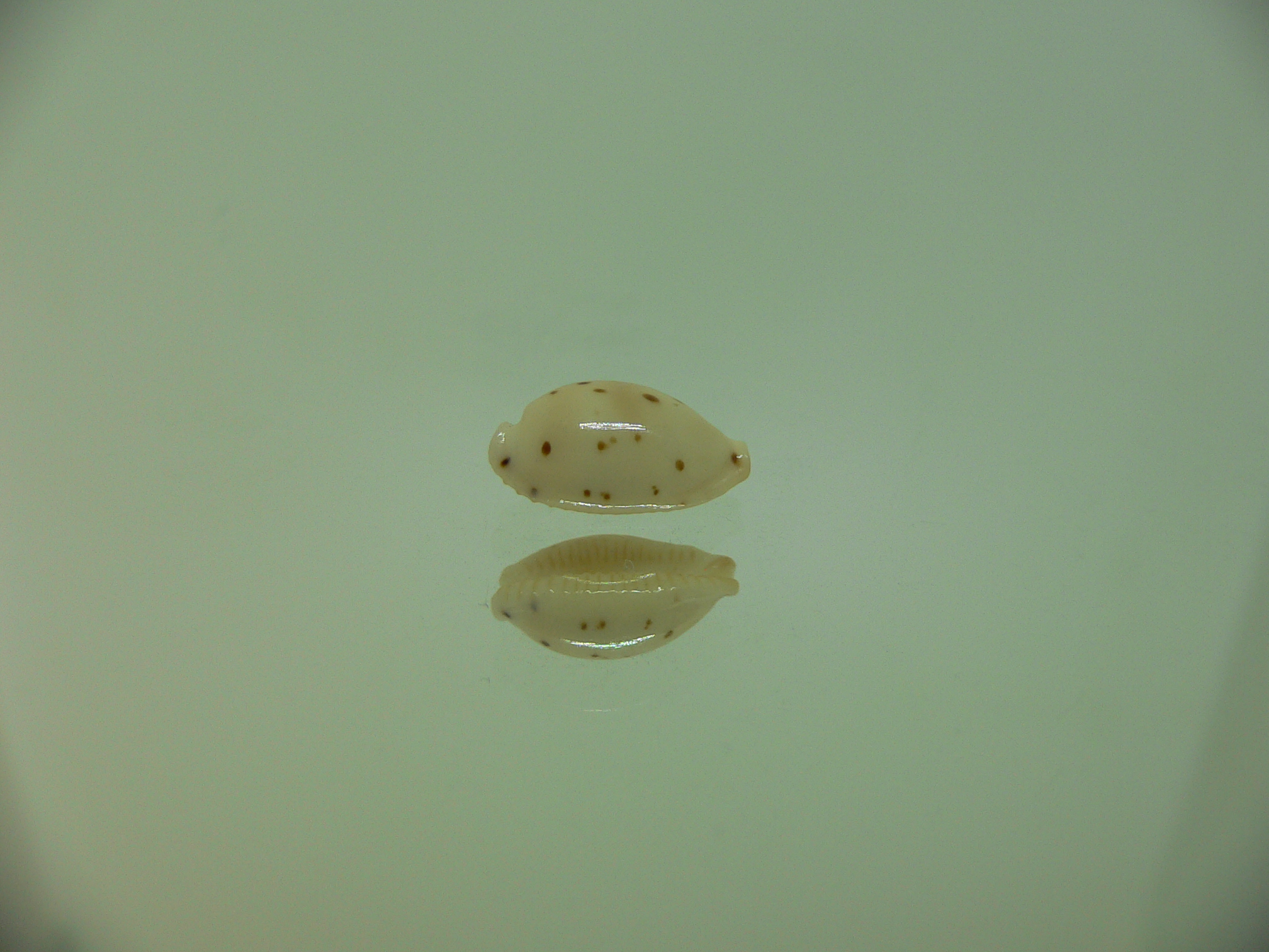 Cypraea punctata punctata