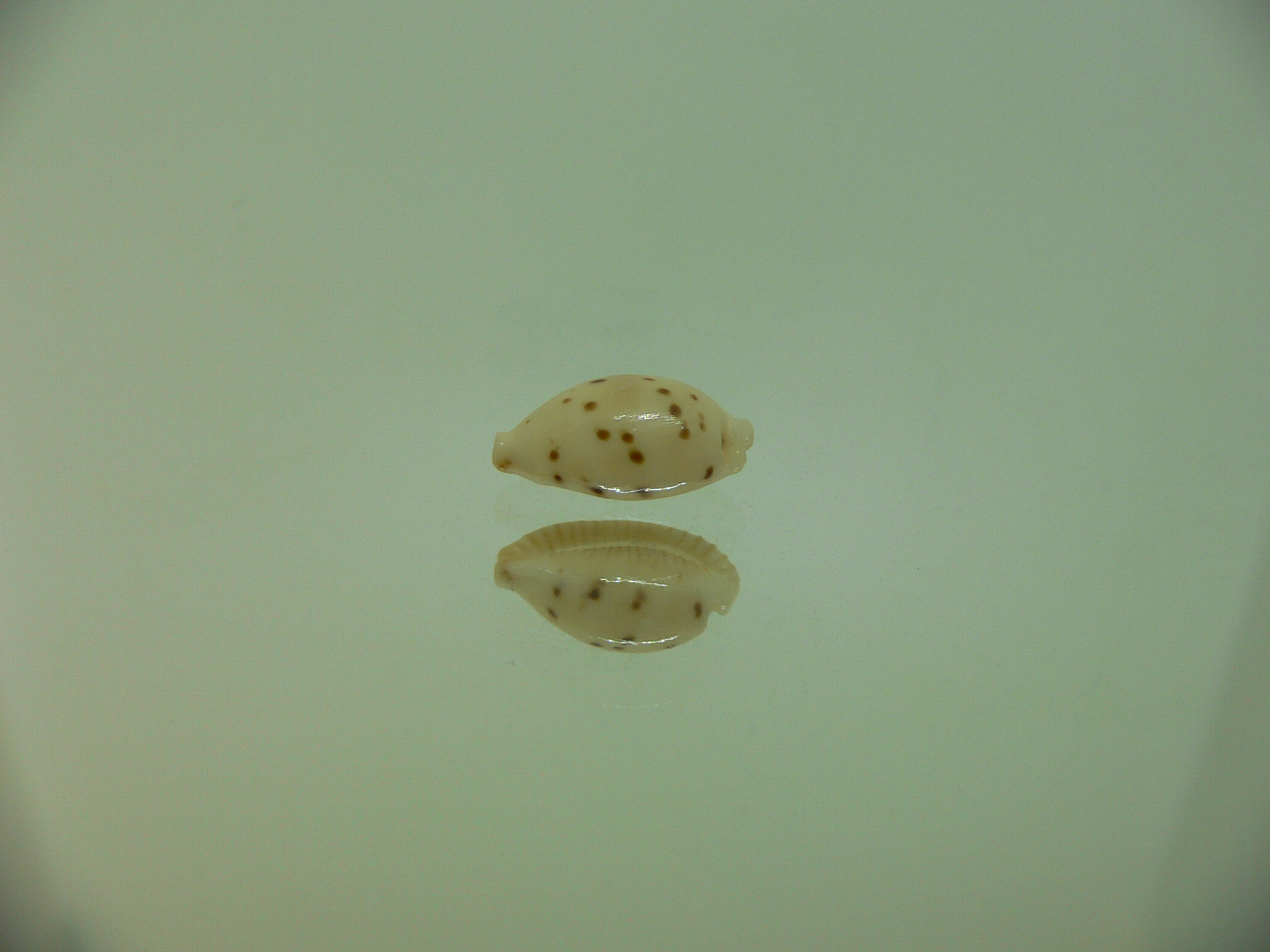 Cypraea punctata punctata