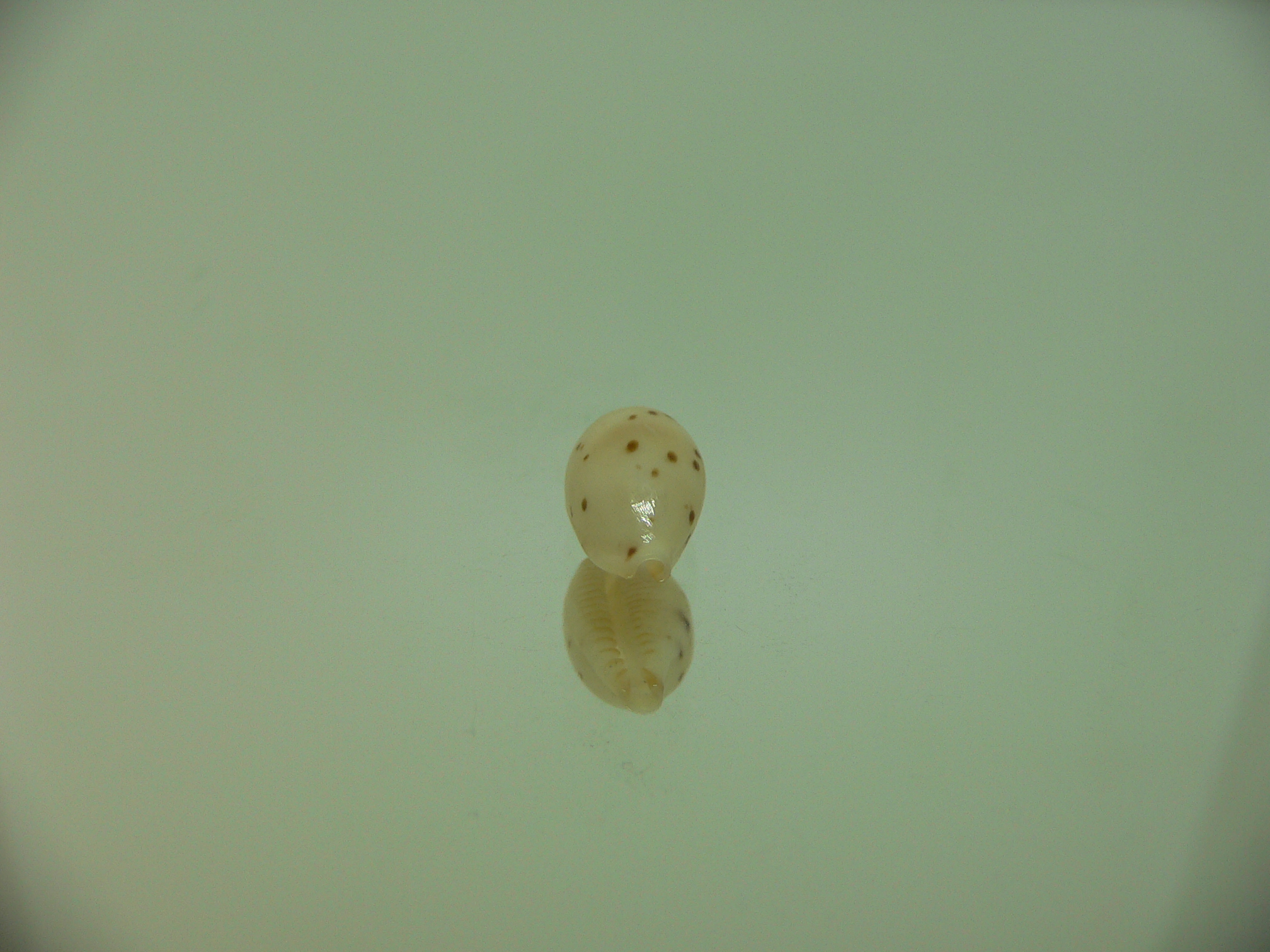 Cypraea punctata punctata