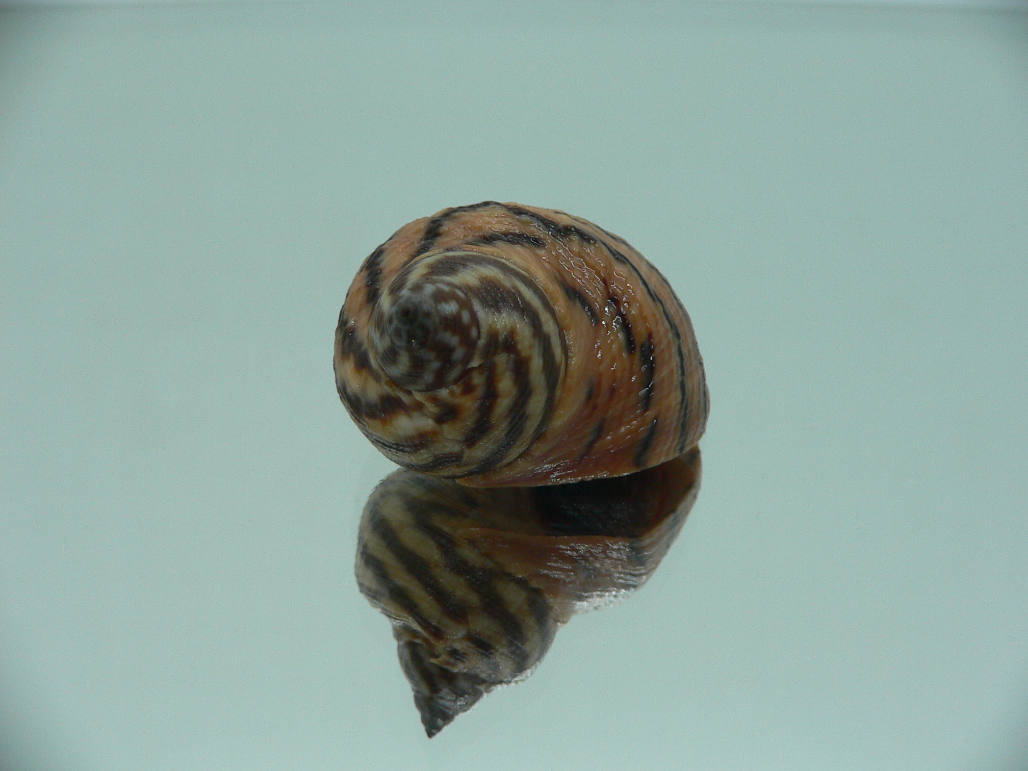 Littorina zebra BIG