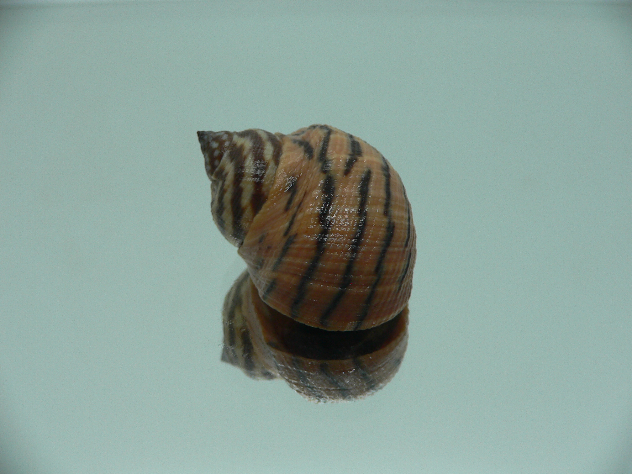 Littorina zebra BIG