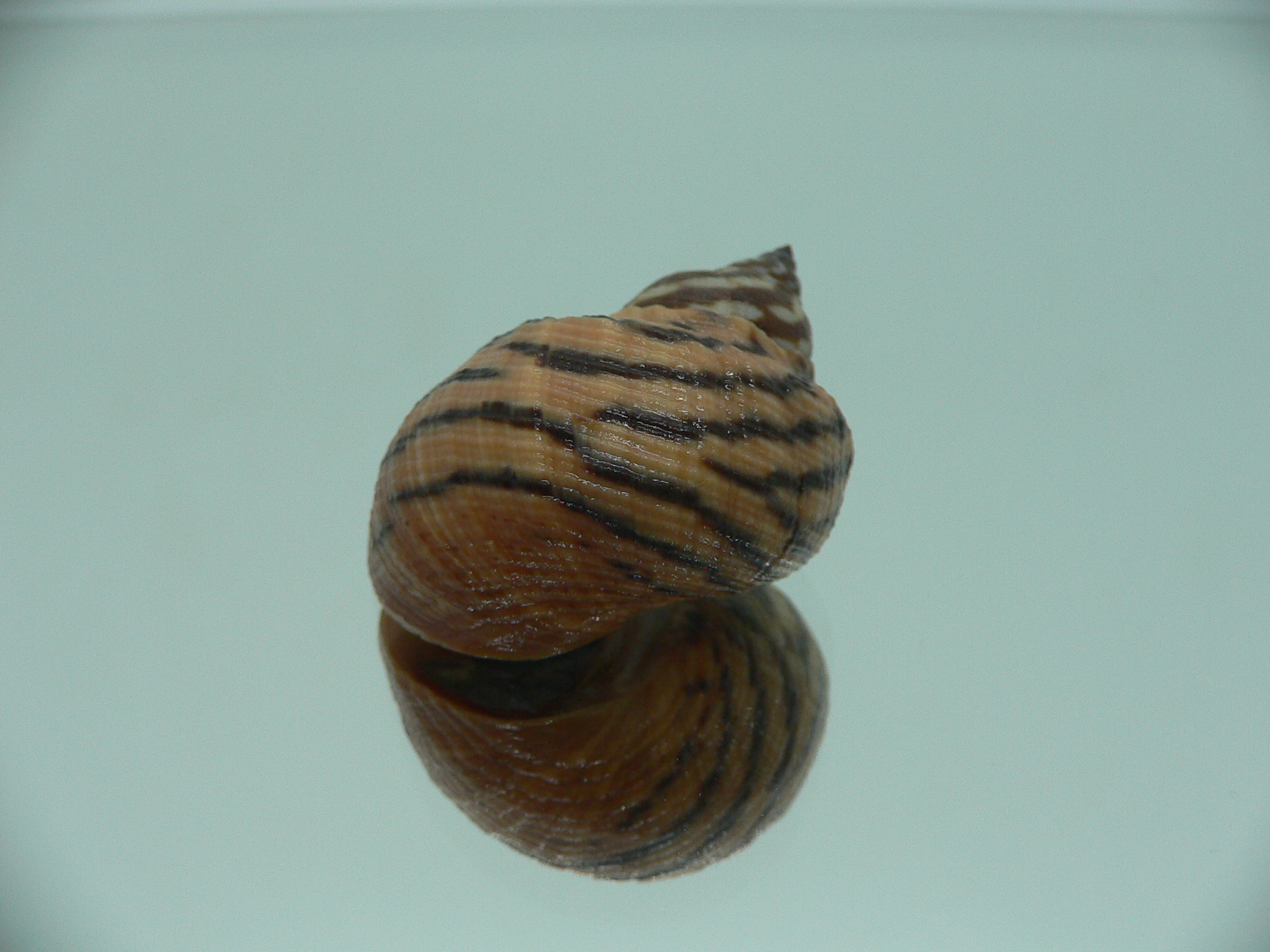 Littorina zebra BIG