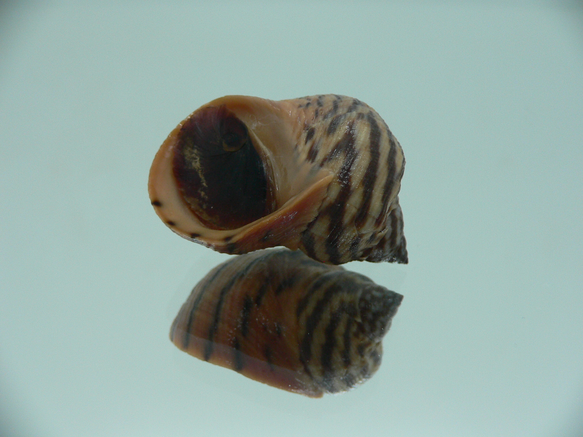 Littorina zebra BIG