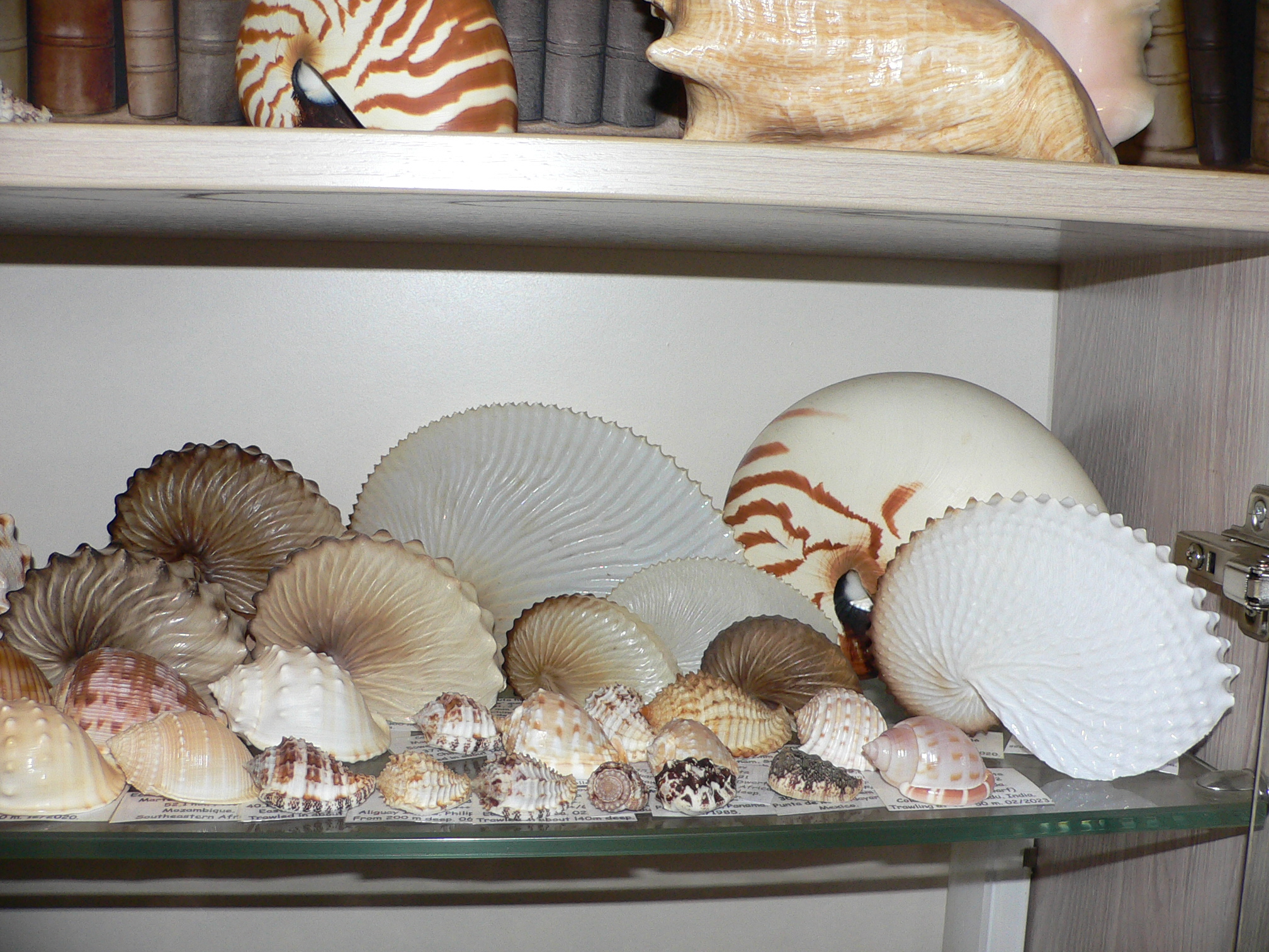 Morum ninomiyai VERY BIG & RARE