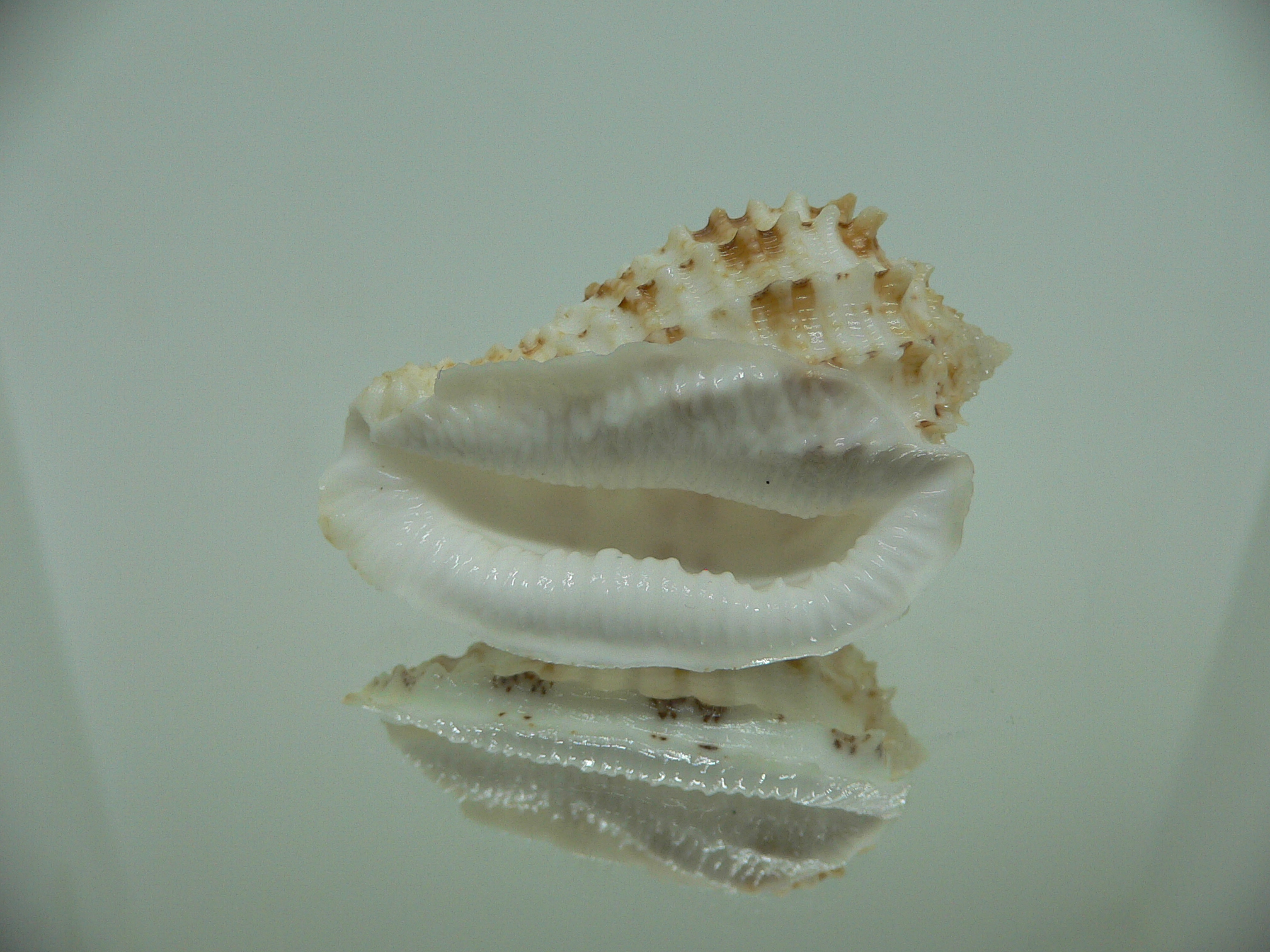 Morum ninomiyai VERY BIG & RARE