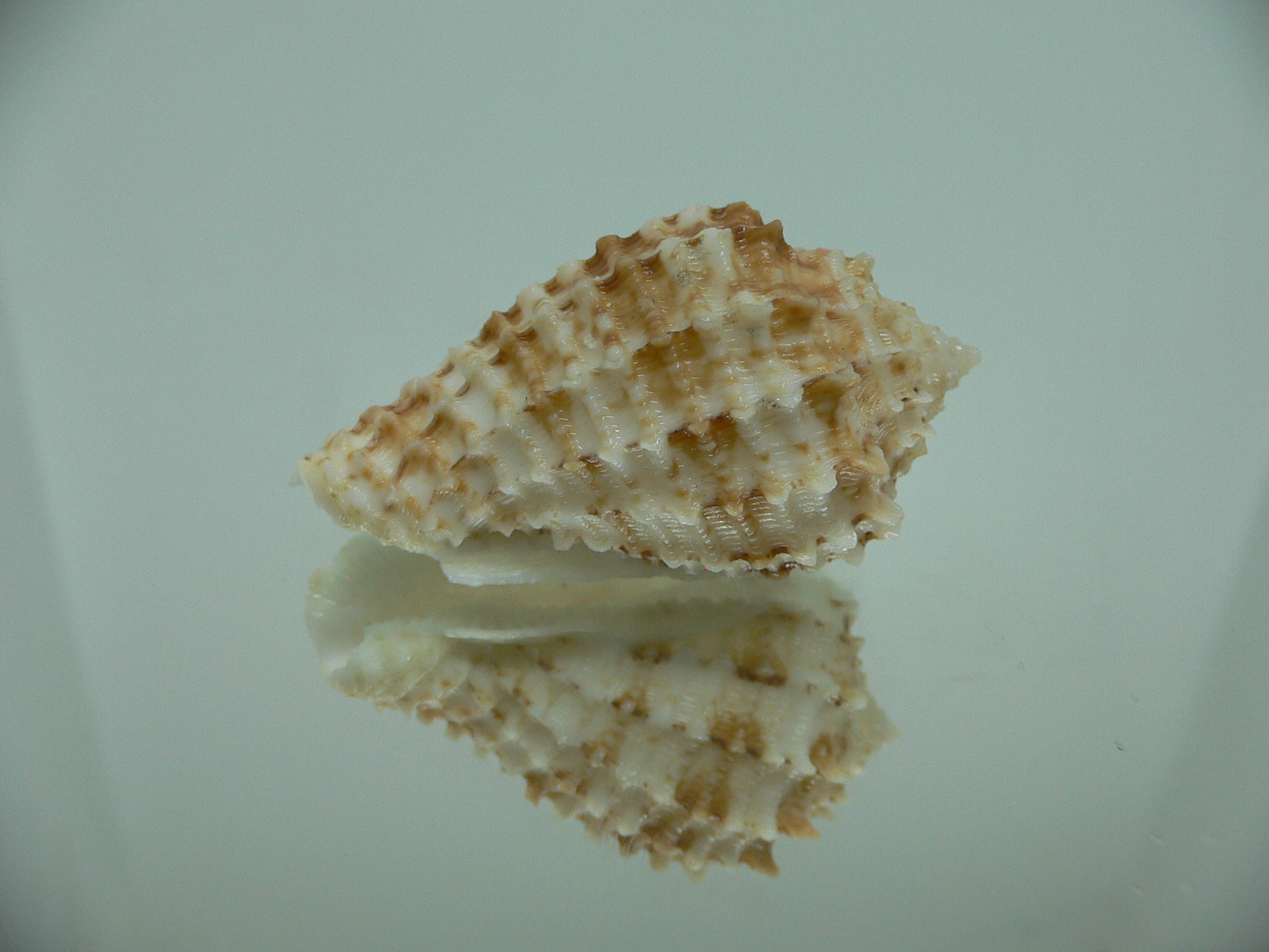 Morum ninomiyai VERY BIG & RARE