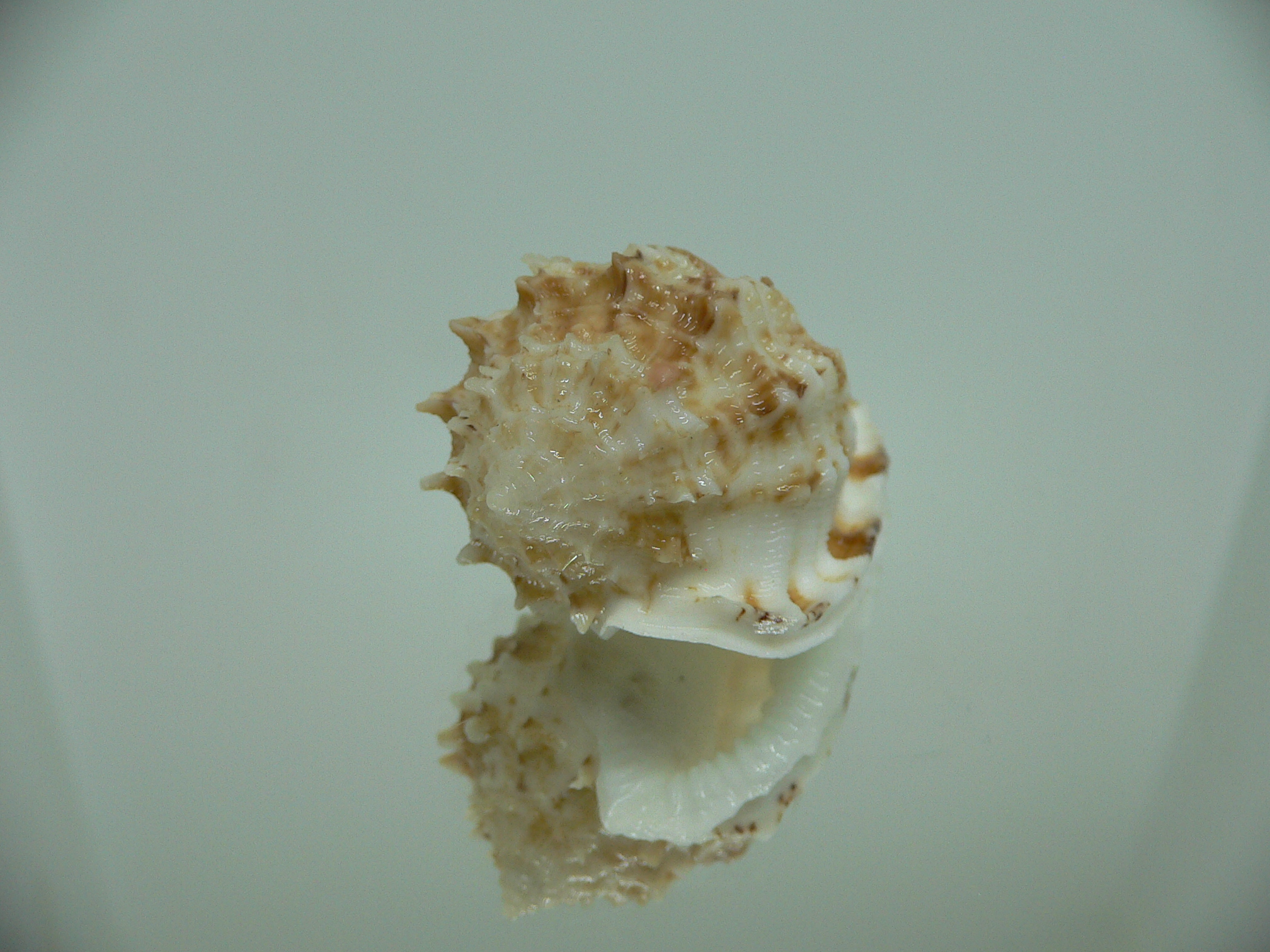 Morum ninomiyai VERY BIG & RARE