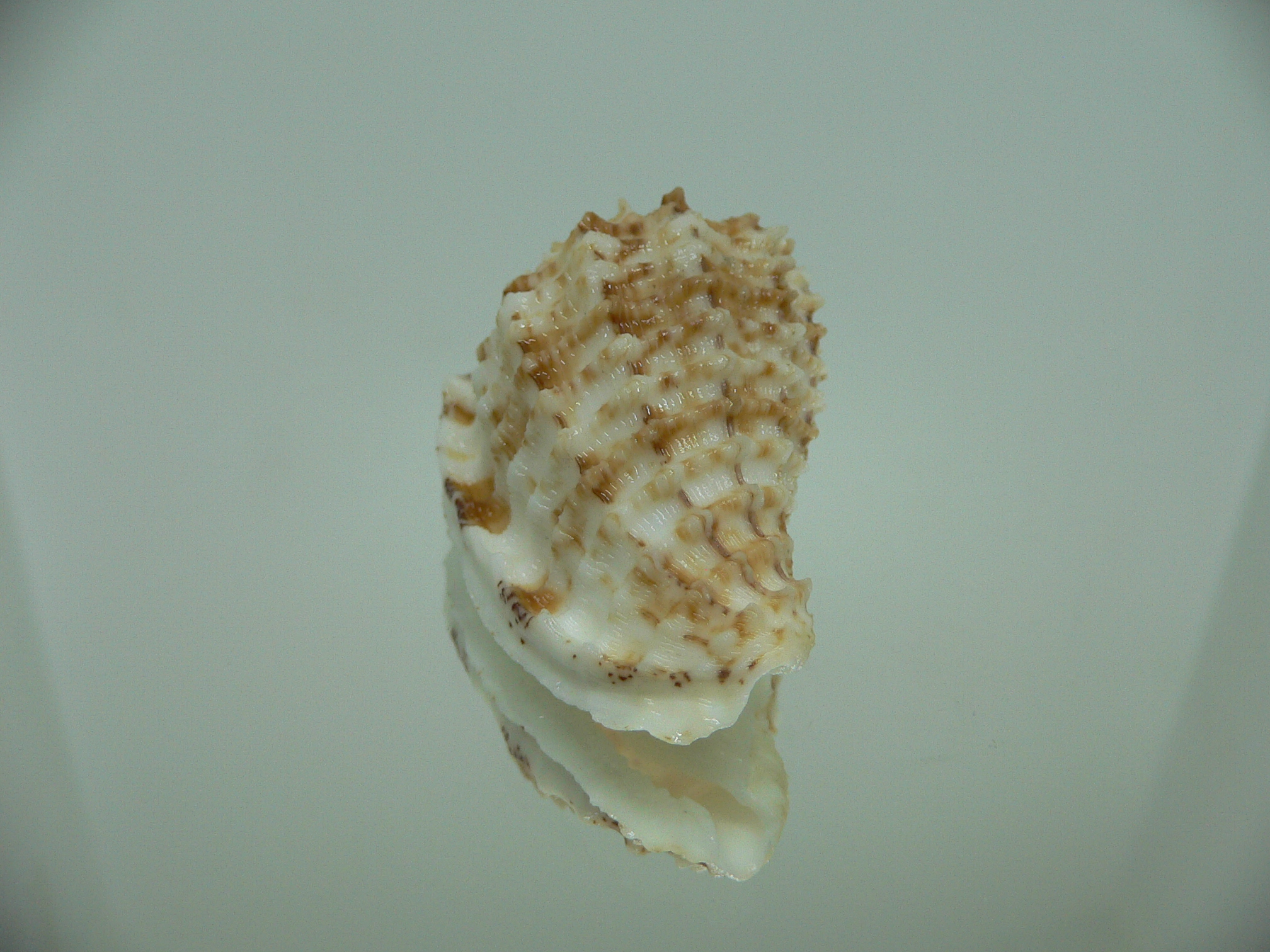 Morum ninomiyai VERY BIG & RARE