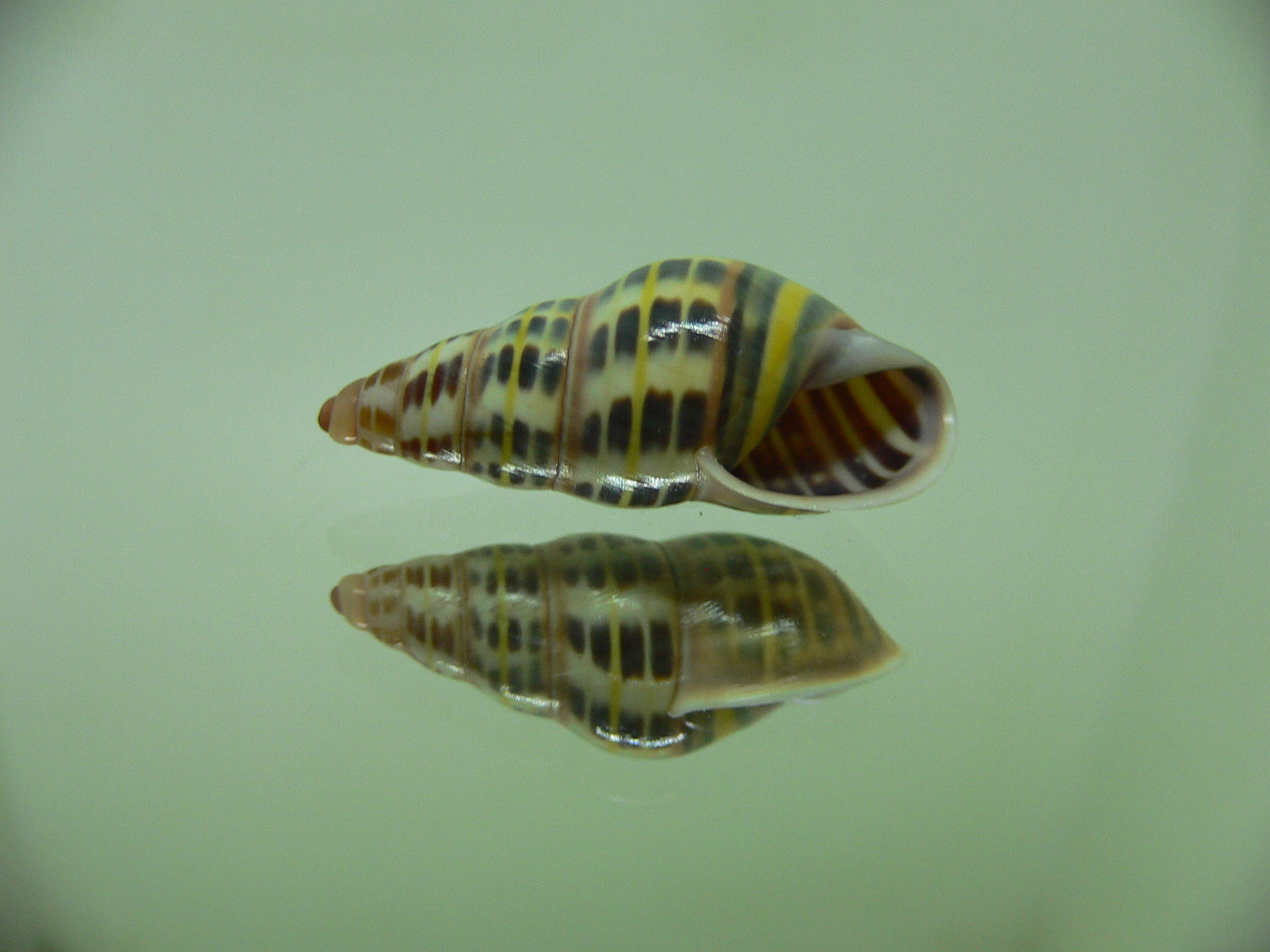 Amphidromus columellaris sierahensis