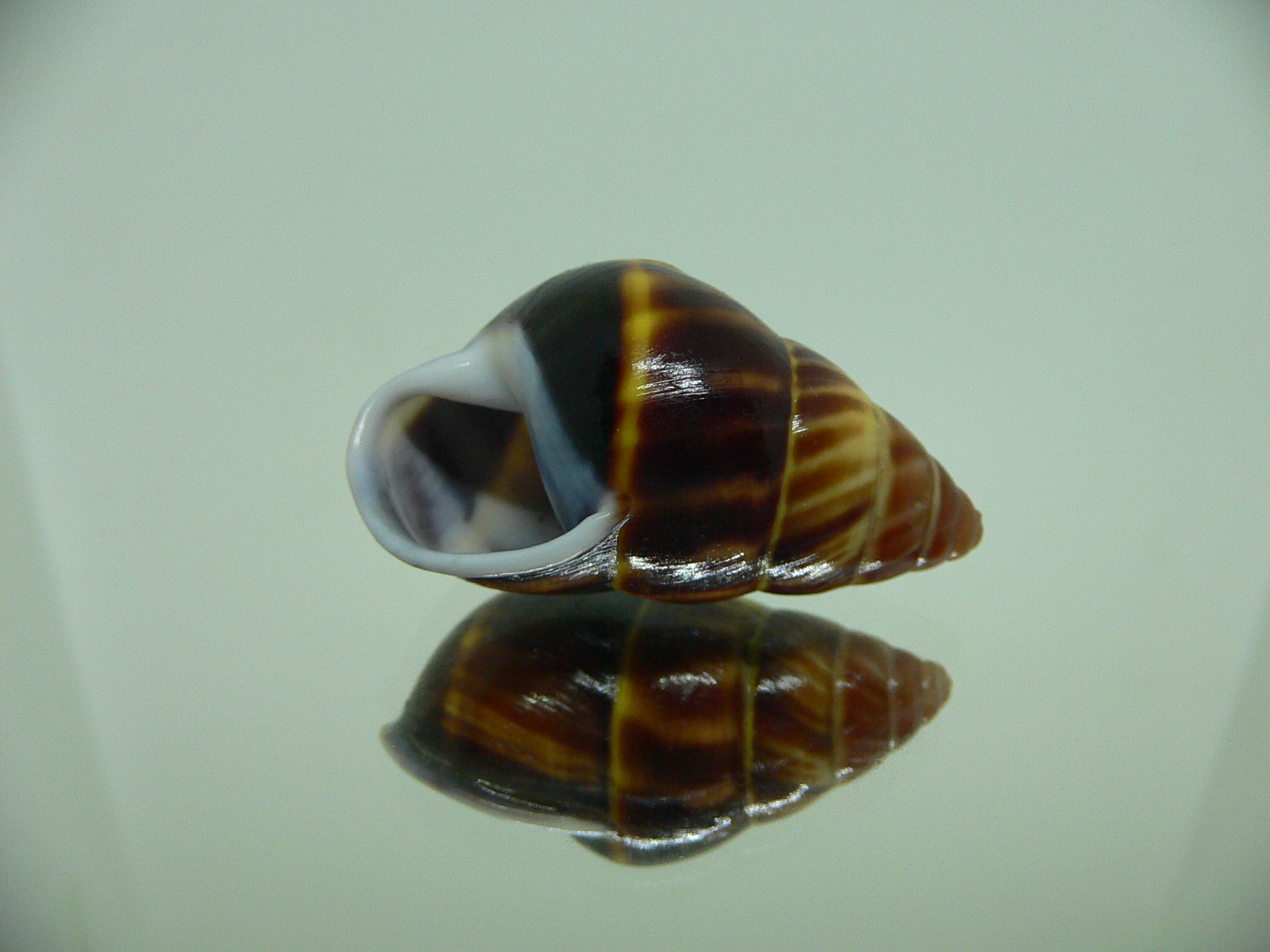 Amphidromus perversus melanoma BABY